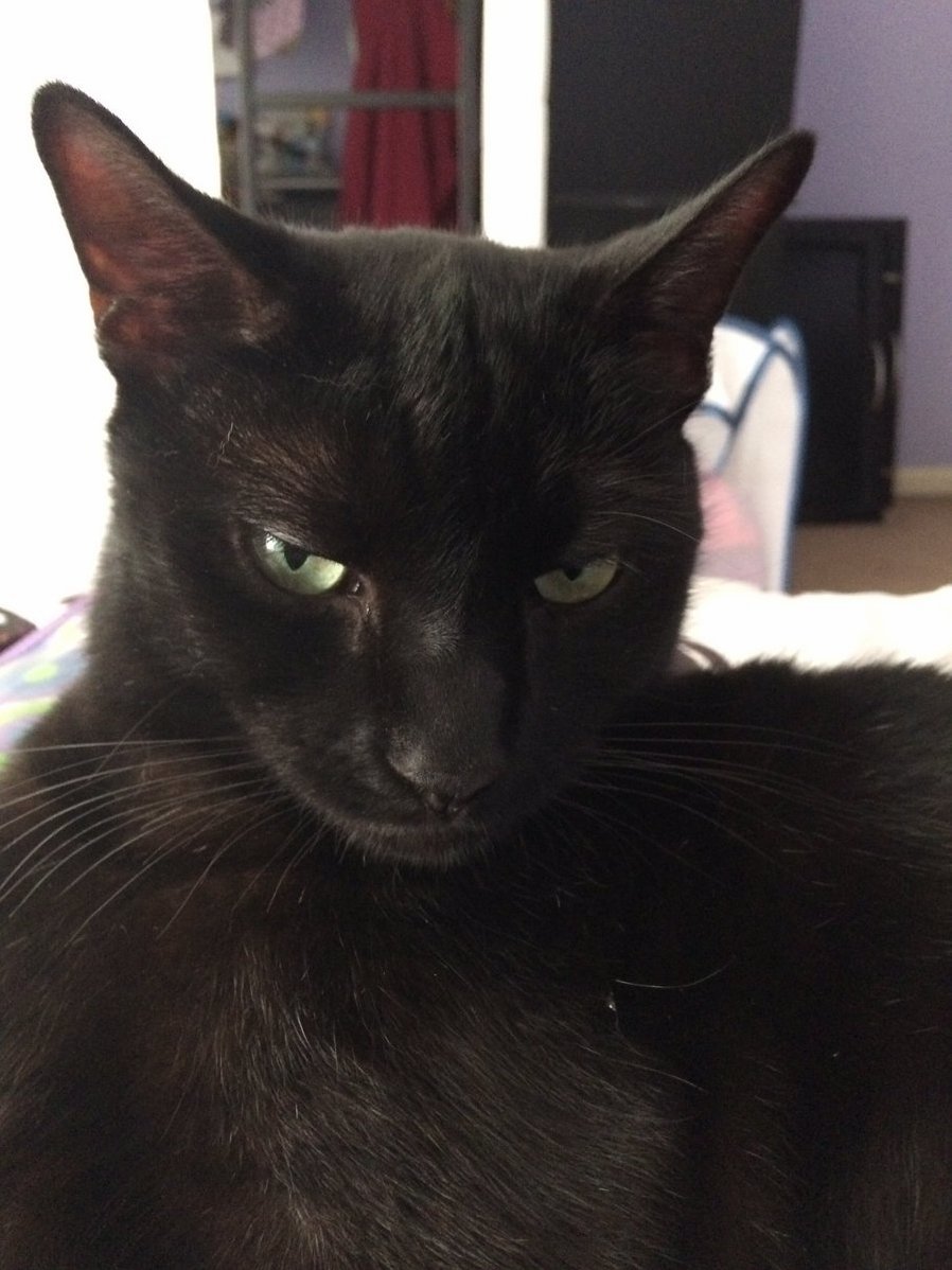 My Very Happy Cat Poe