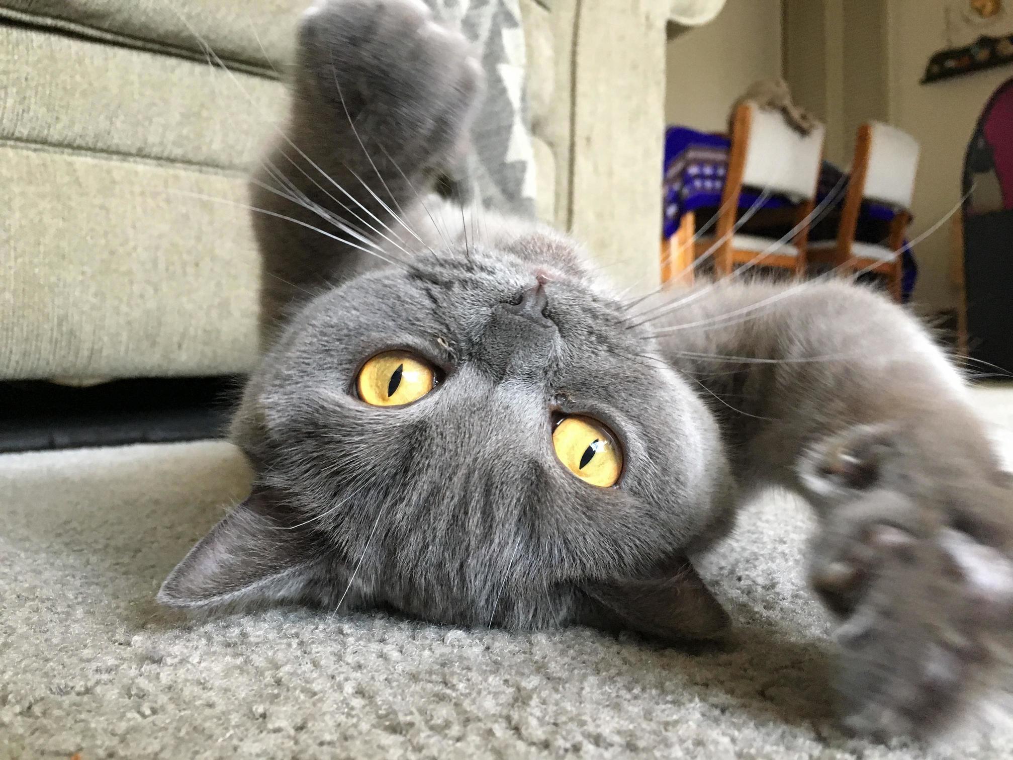 My Wifes Little Sister Named Him Prickles He Loves His Claws. Best Photo I Have Taken of Him.