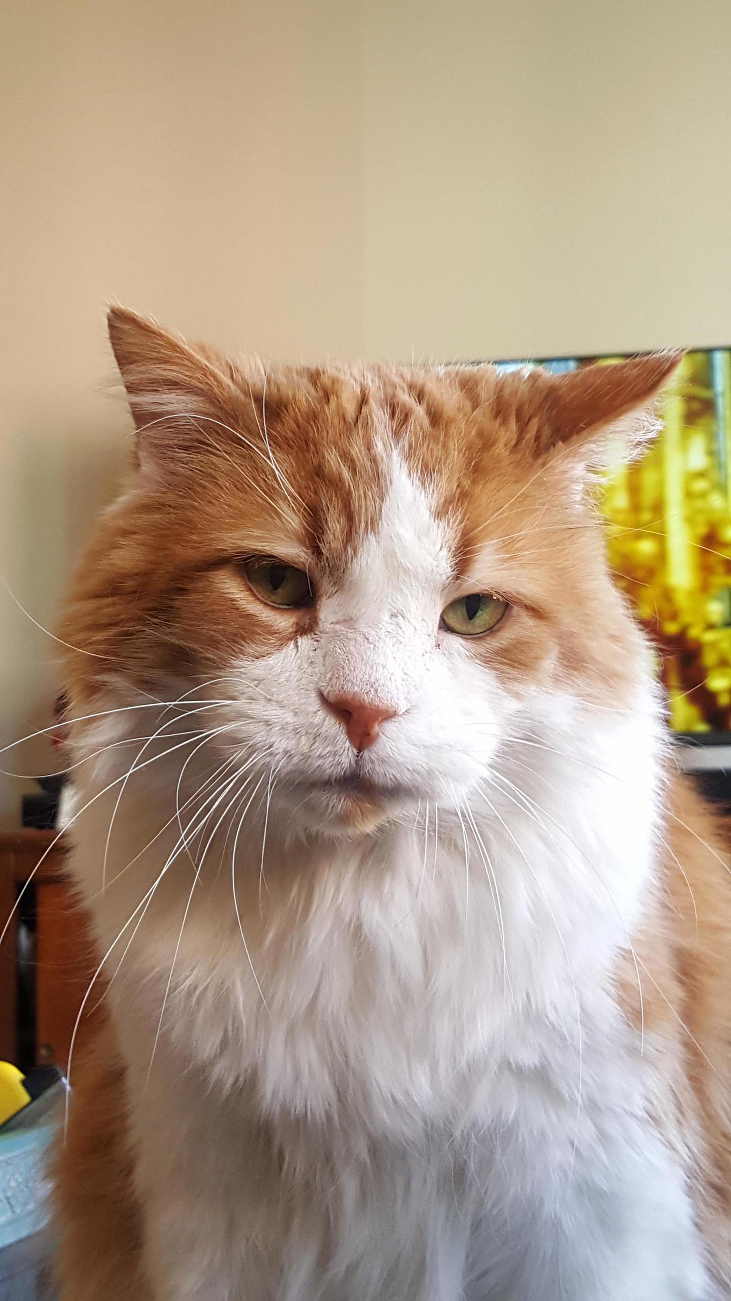 My Wise Old Man - Found Him After He Was Hit by a Car 6 Years Ago. Now 14 He Might Only Have 2 Canine Teeth Fiv and Be Covered in Scars but Hes the Best Kitty I Ve Ever Had.