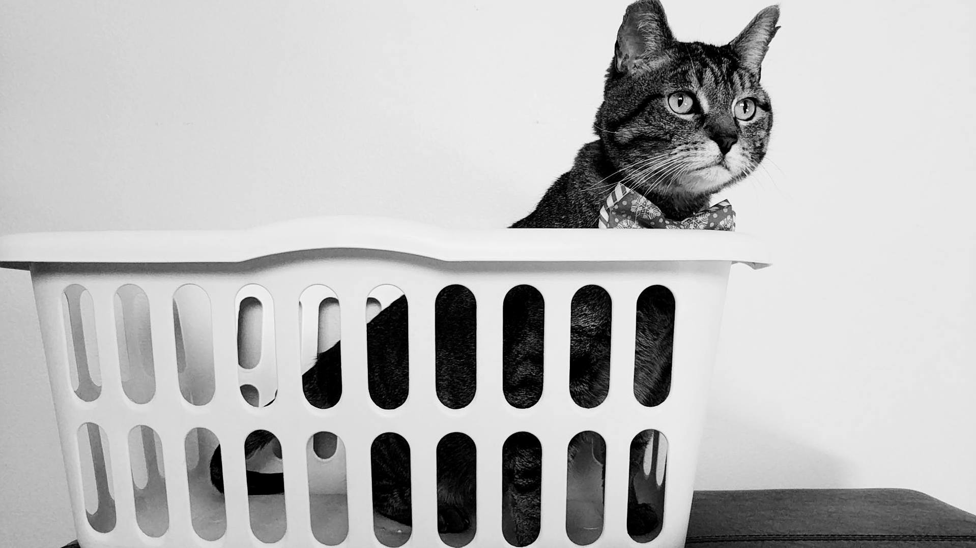Mylo Loves Baskets. Took This Photo Today with My Google Pixel. Love How It Turned Out