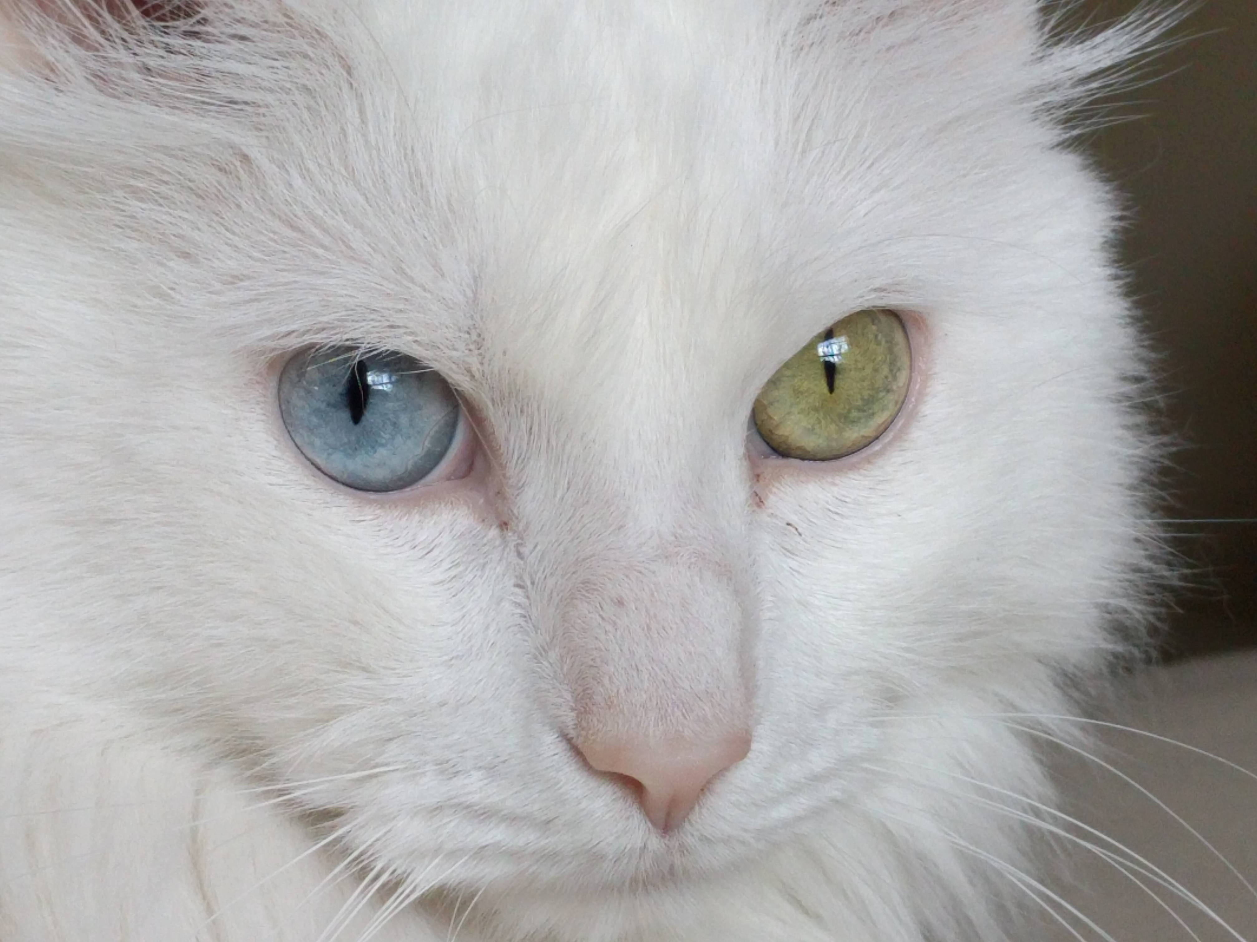 Need Cat Advice About Grumpy Feline with Tangled Fur and a Poopy Butt