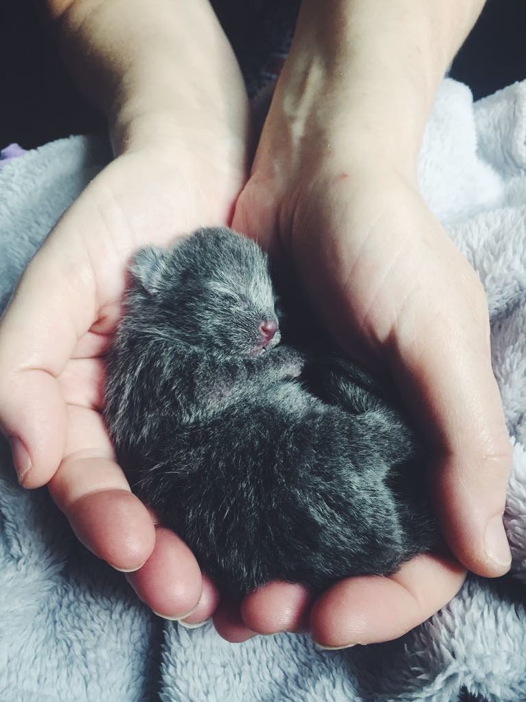 Newborn Pebble Day 3