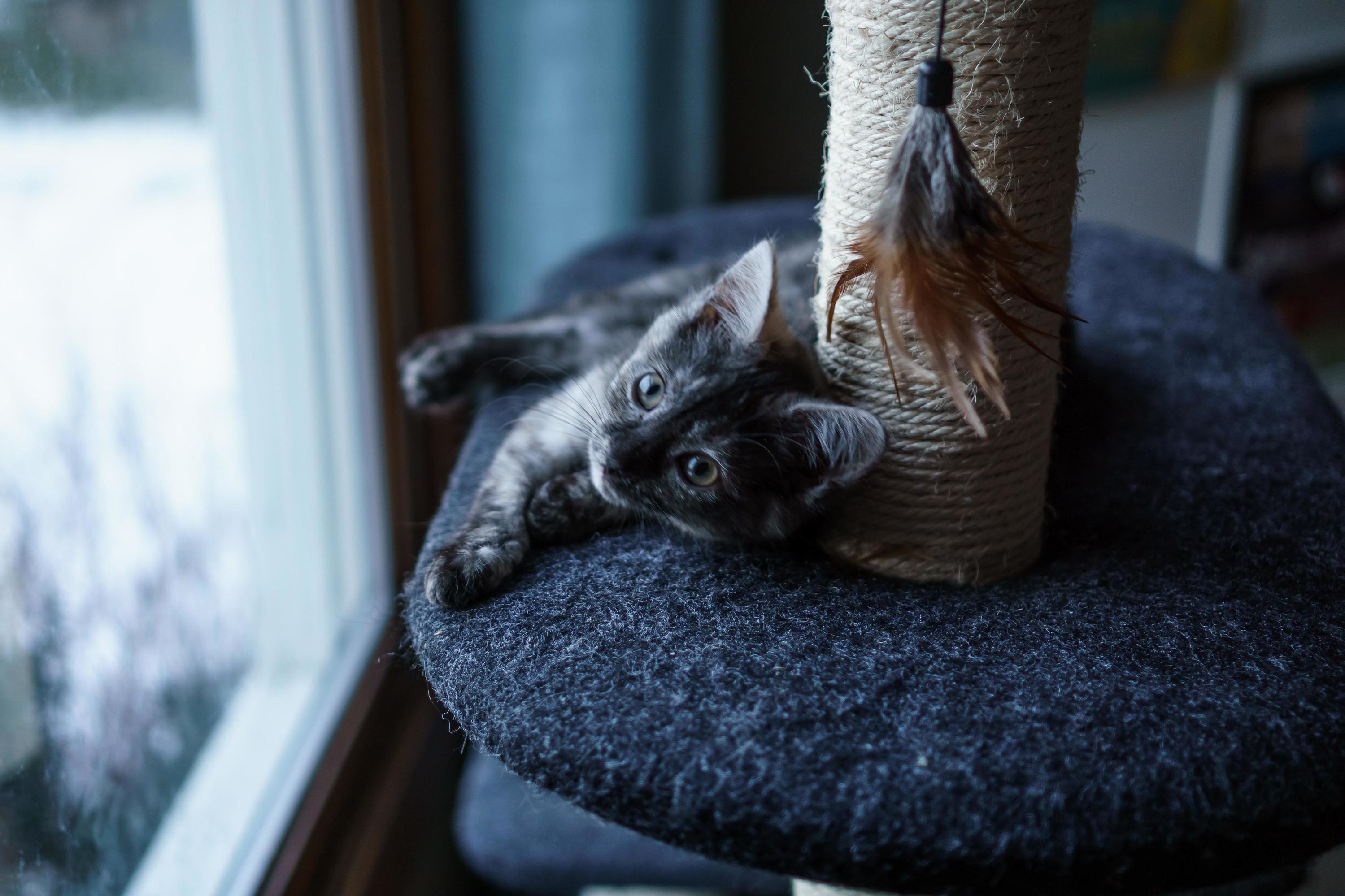 Newest Member of Our Family - Athena
