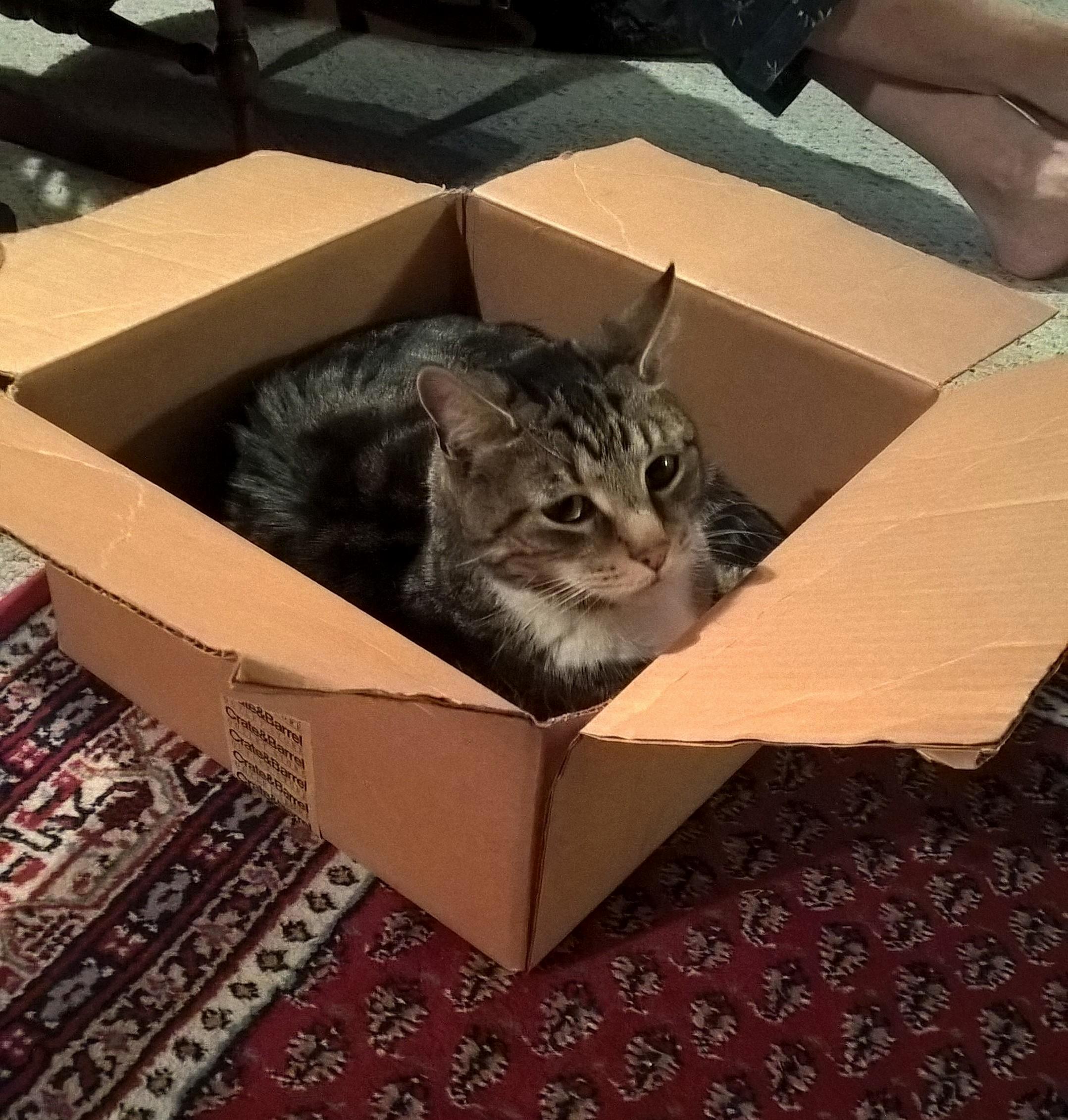 Newly Adopted Kitty Cant Stand His Brand New Bed Will Only Sleep in Cardboard Box