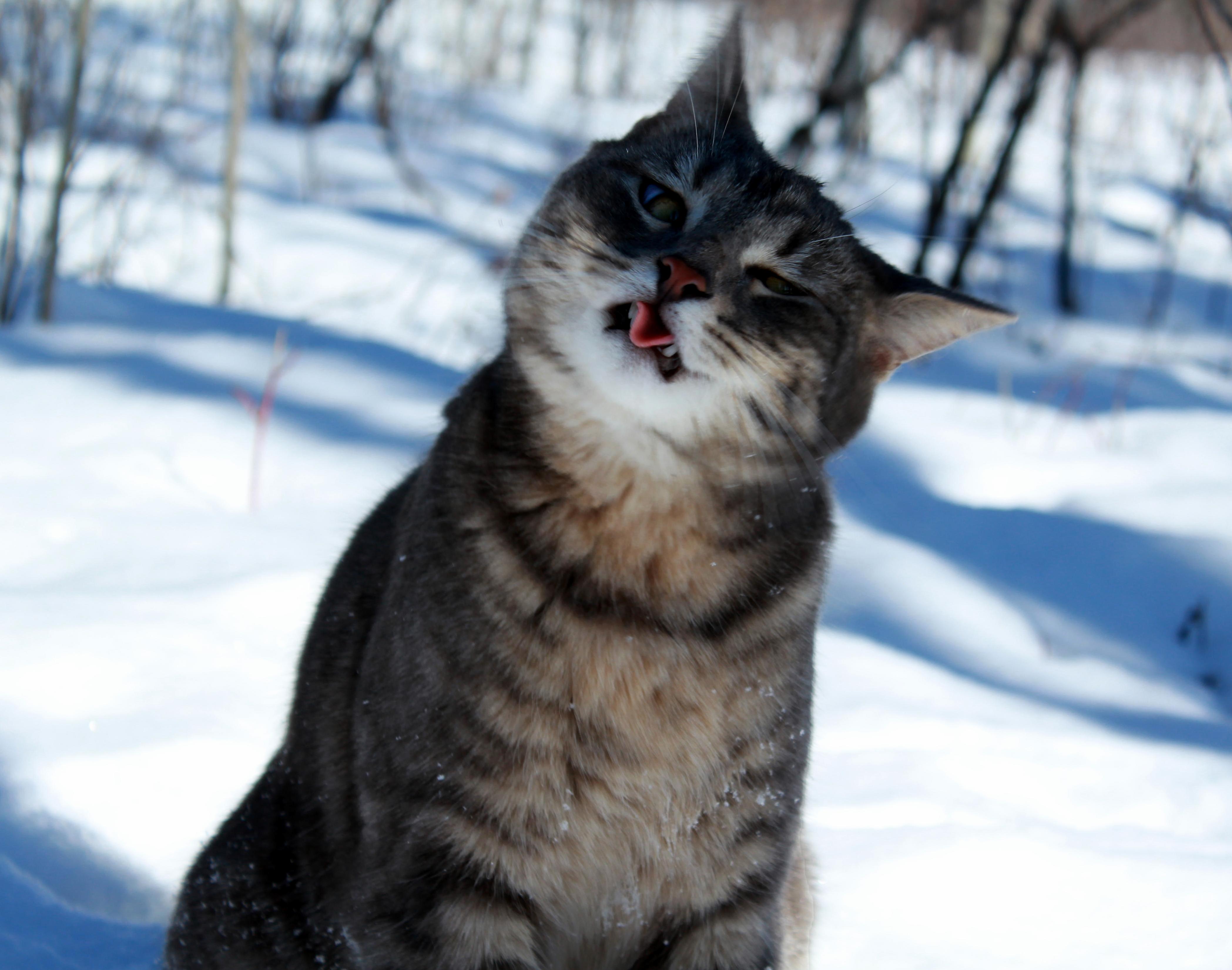 Niko Making a Funny Face for the Camera
