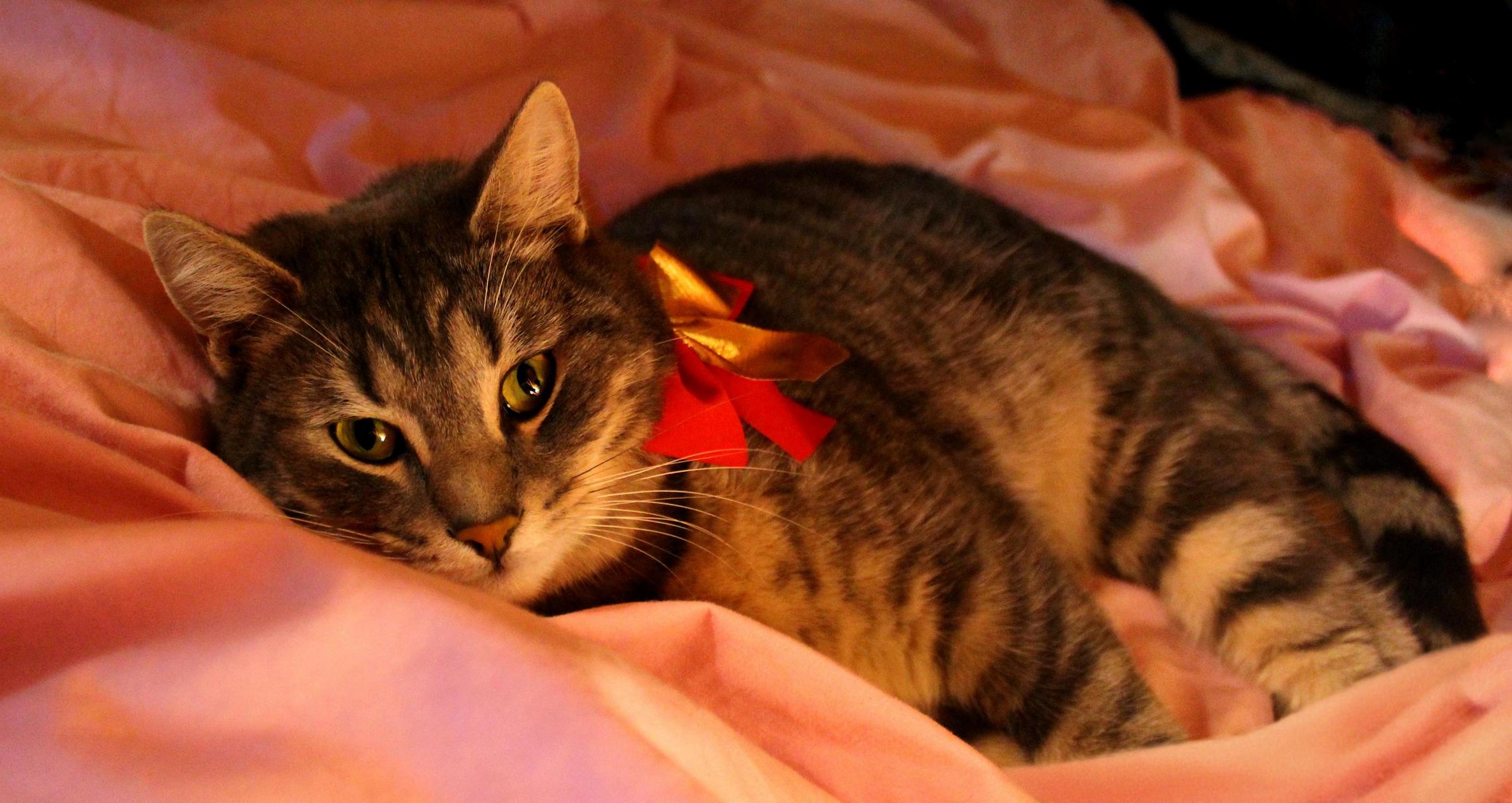 Niko Wore a Bow This Past Christmas