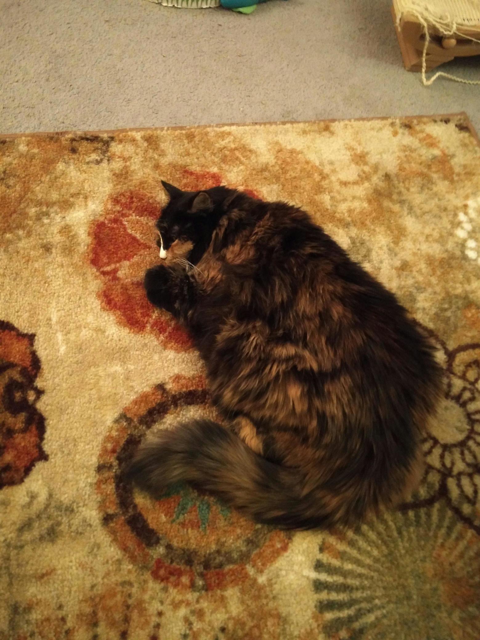 No Clue Why Moxie Curls Up Like This but It Sure Is Cute