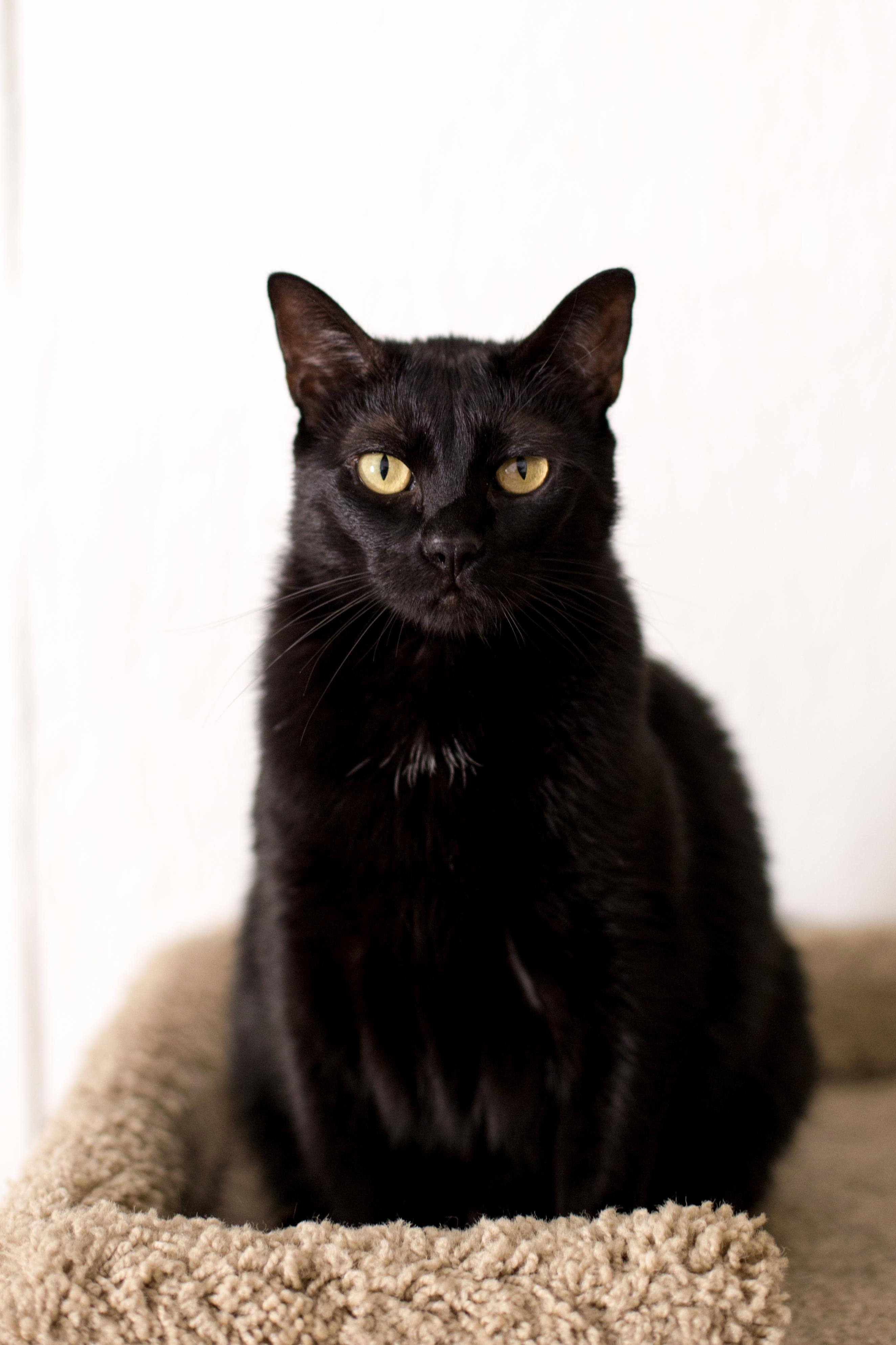 Not All Black Kitties Are Hard to Photograph
