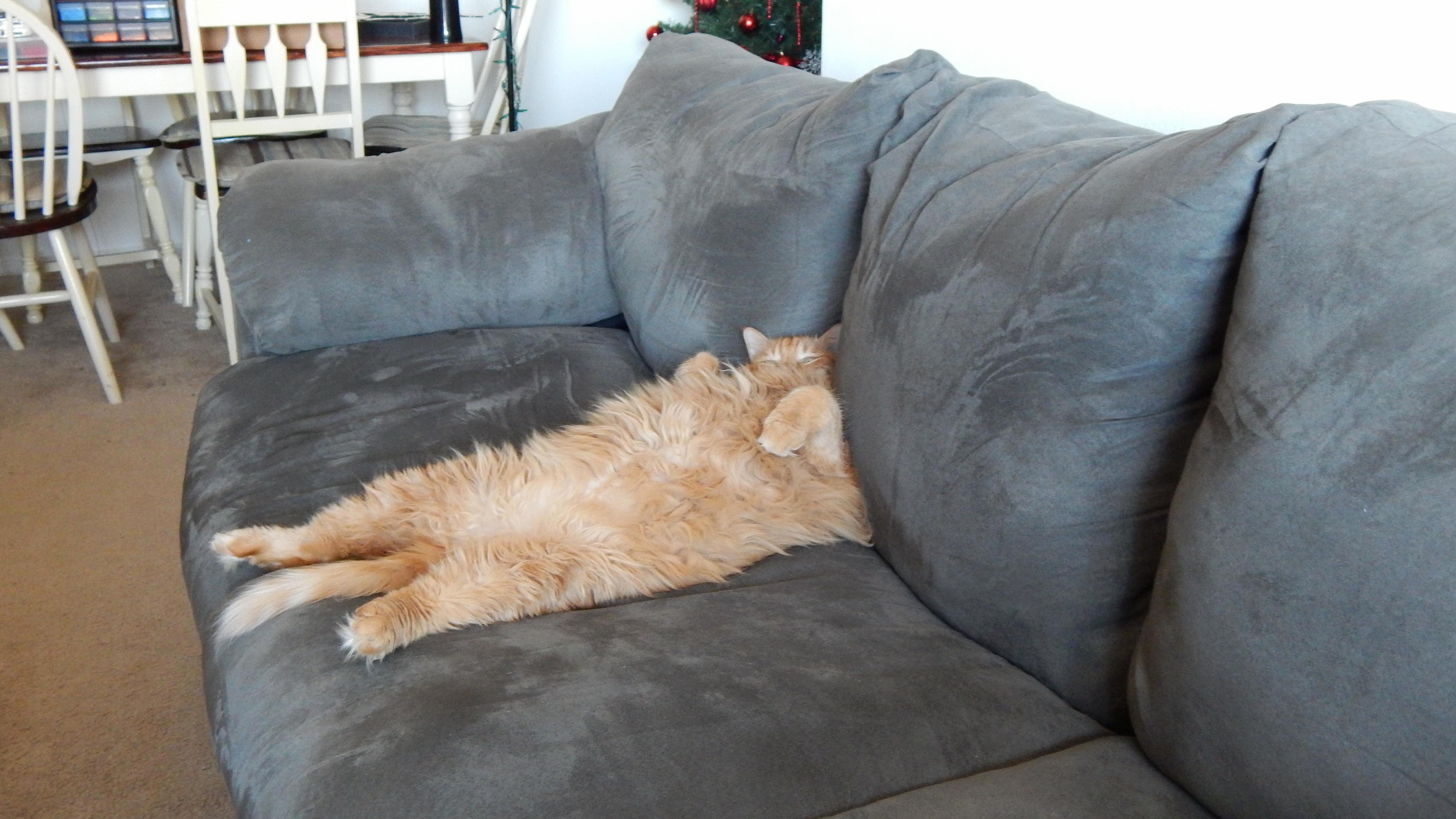 Not Sure but I Think the Cat Is Broken
