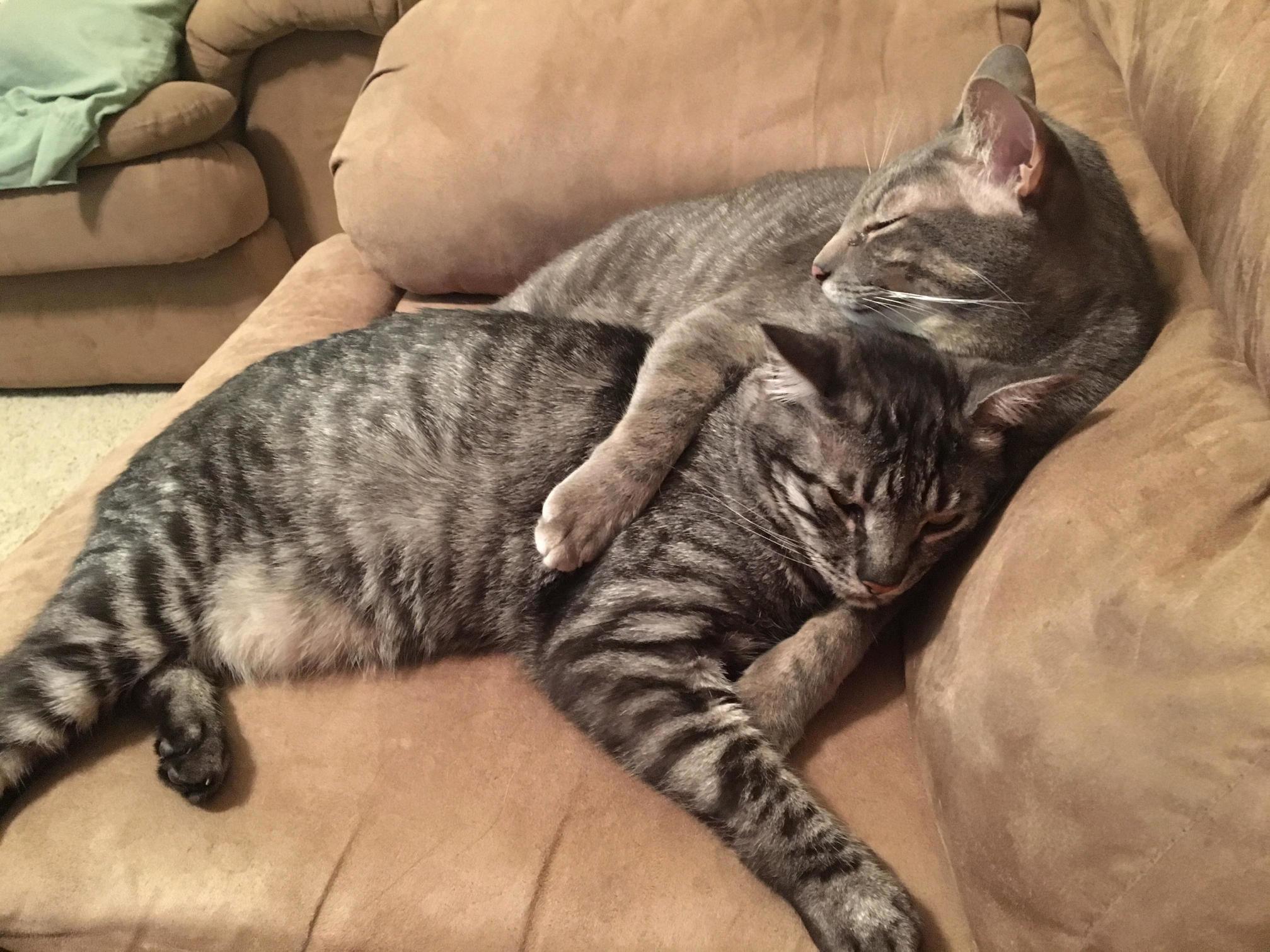 Nothing Better Than Cuddly Kitties