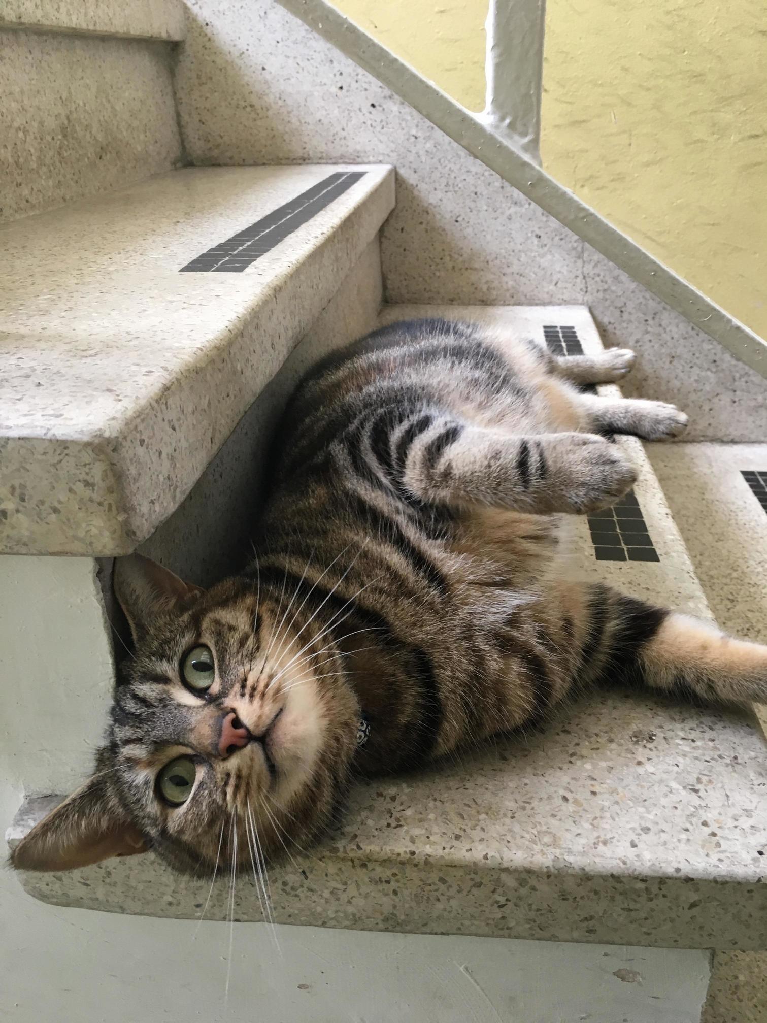 Nutty Neighbourhood Cat Can Barely Hold Still for a Picture Just Wants Dem Scritches Too Much