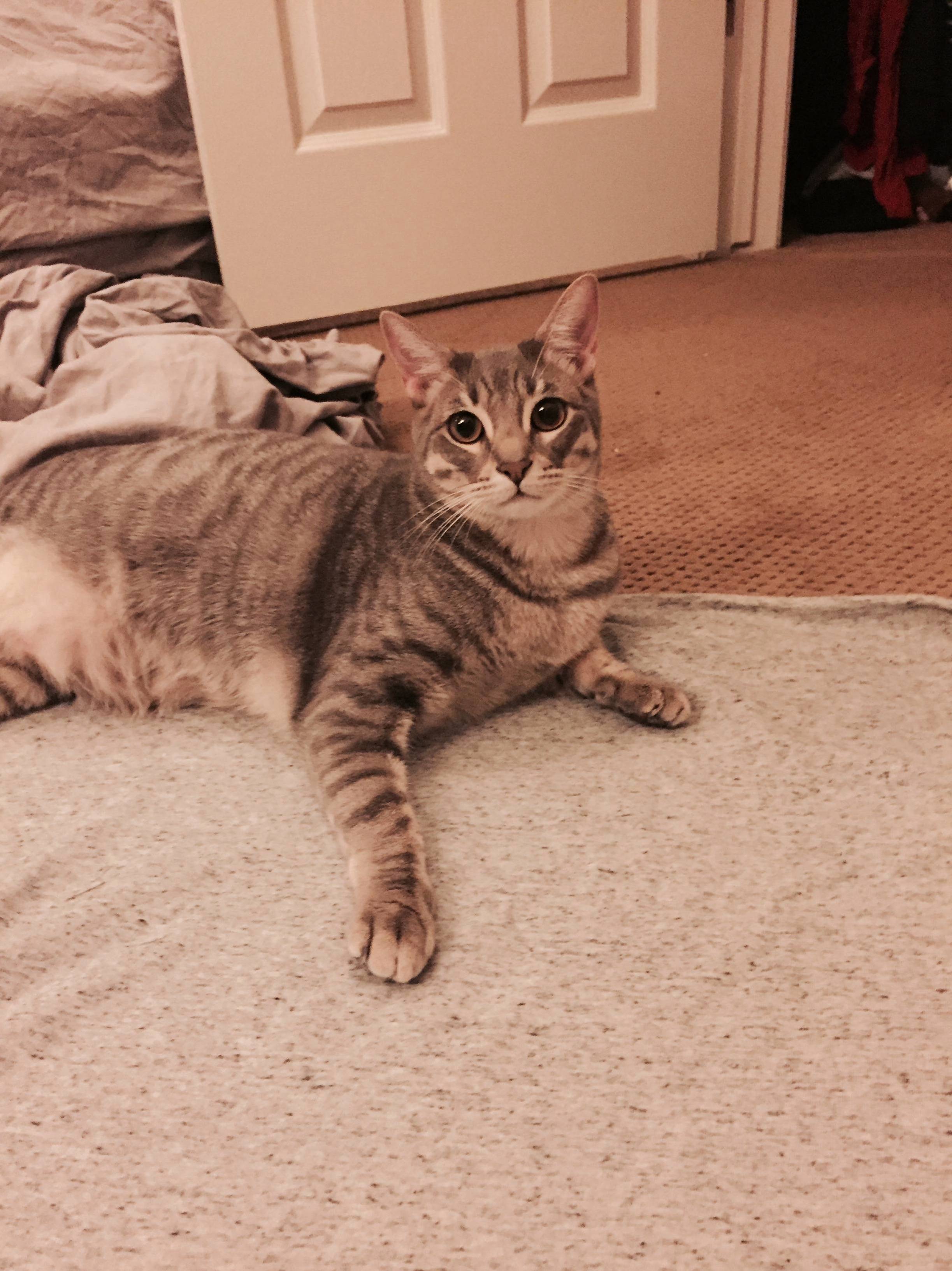 Oh Were You Ironing This Shirt Because I Thought I Would Just Sit Riiiiight Here