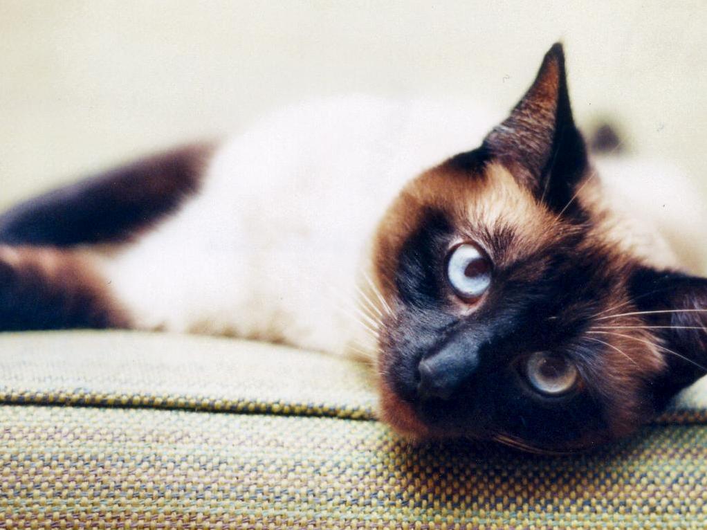 Ol Blue Eyes