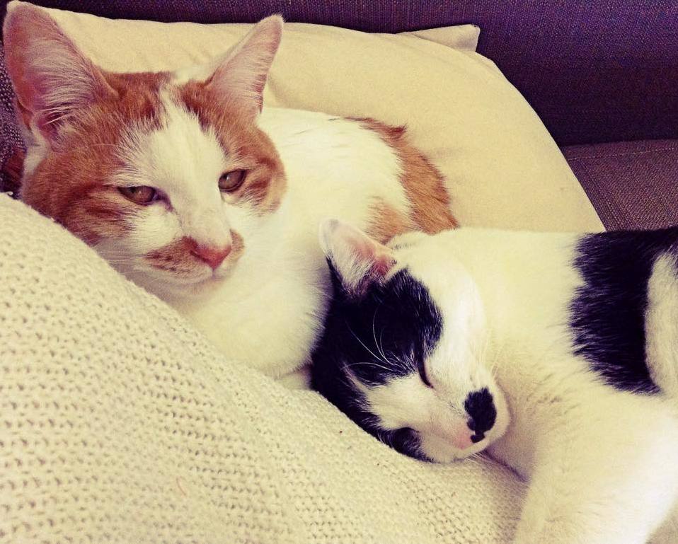 On a Scale of 1 to 10 How Happy Is Max to Be Sharing Lap Space with Tony