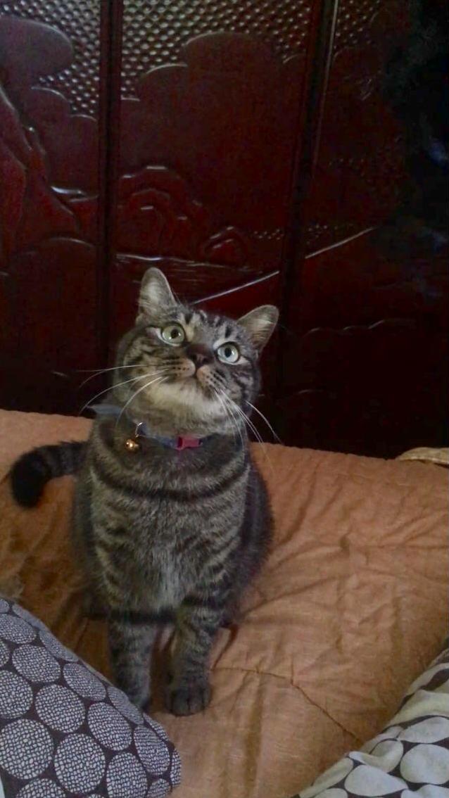 One Last Loving Look to His Cat Wand Before He Completely Obliterated It.