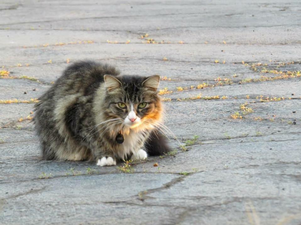 One of My Fluffy Babies Who I Lost Days Before Moving from Hawaii. Hope Shes Still Out There Having Fun in the Sun..