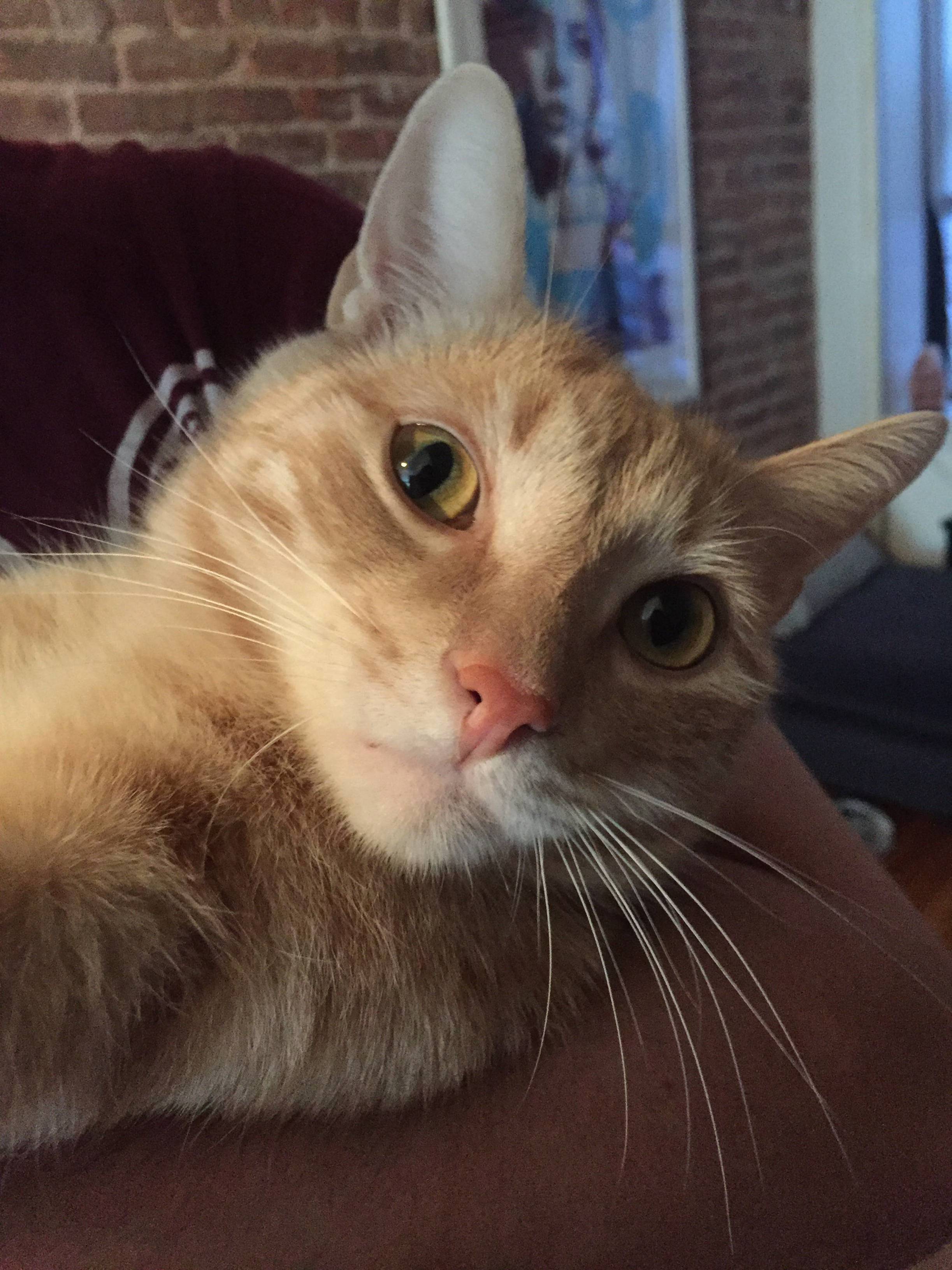 Orange Kitty Alert