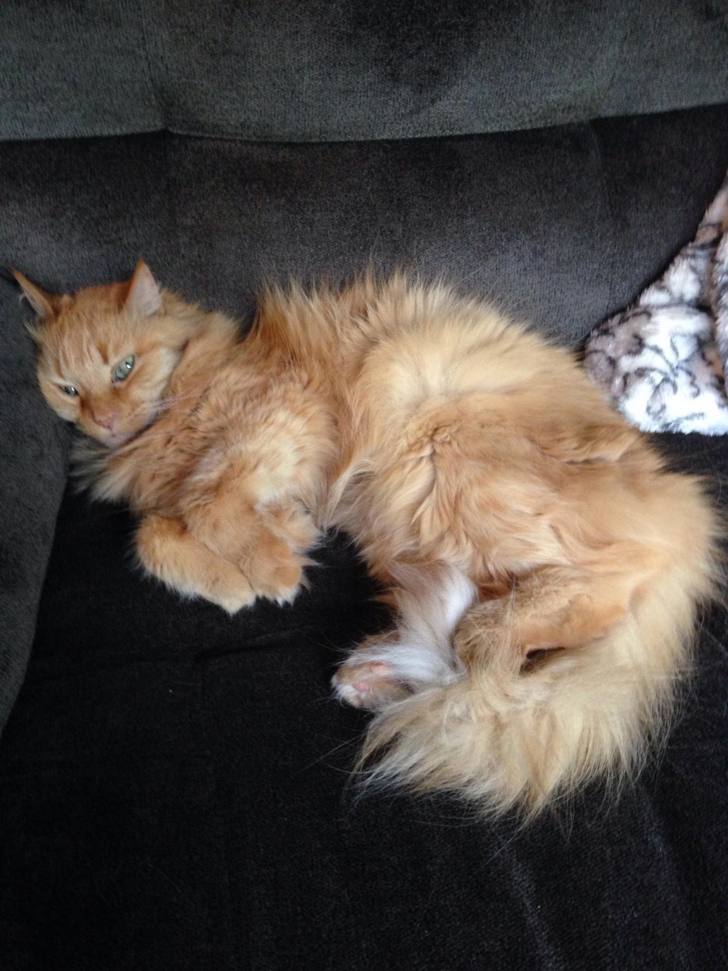 Our 17 Year Old Princess