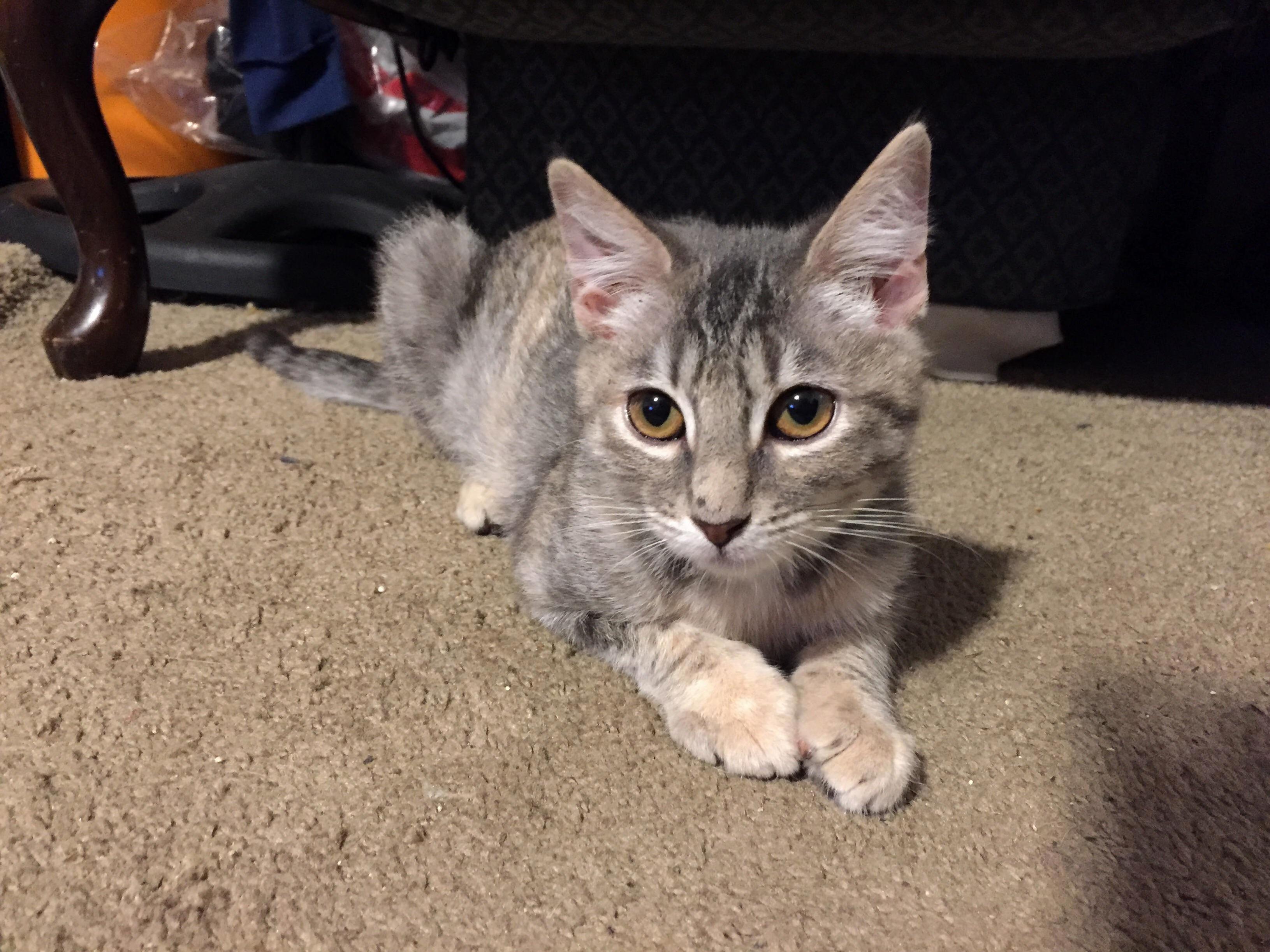 Our 2nd Kitty Lilibet 4mo .