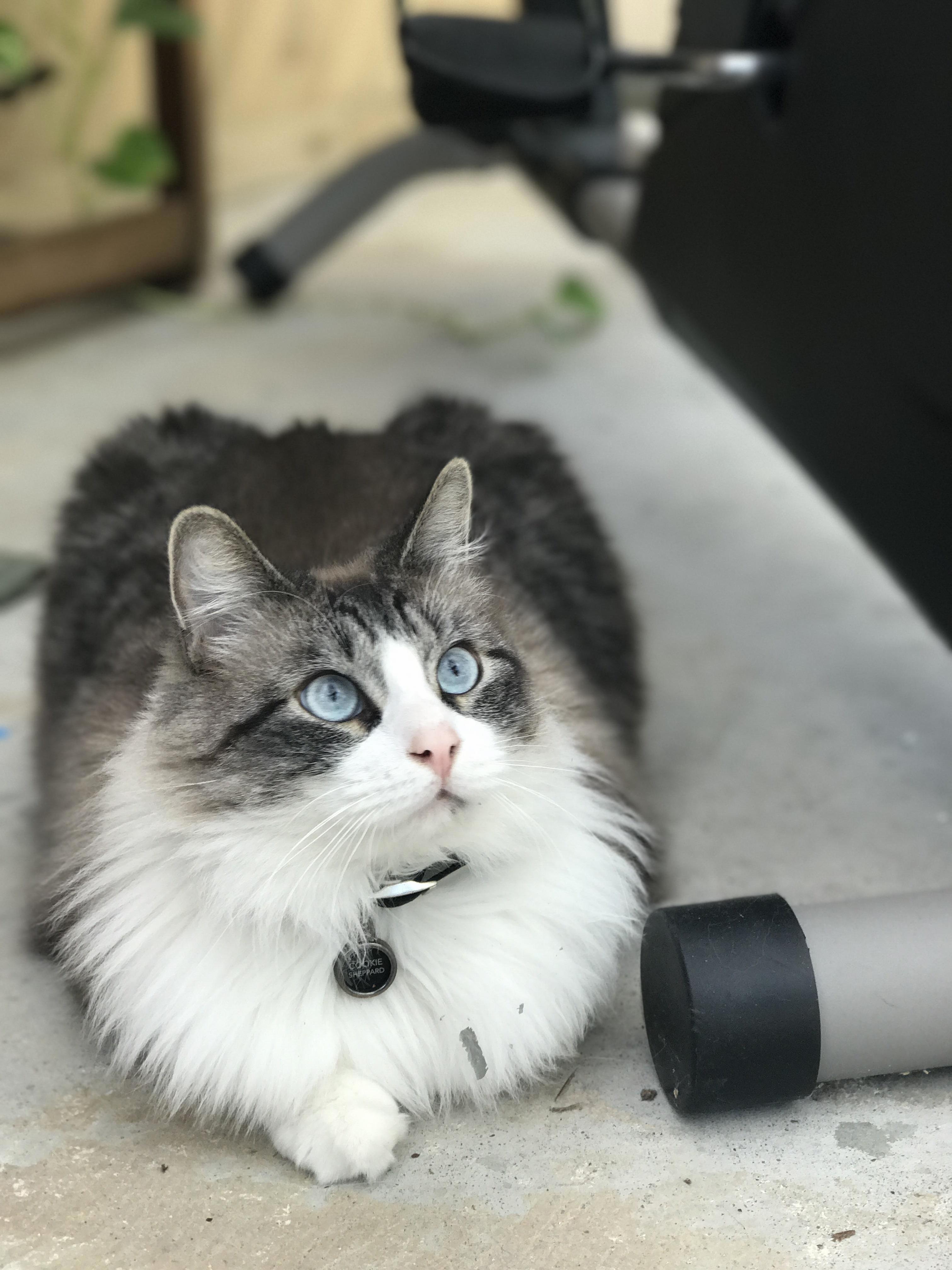 Our Bright-eyed Ragdoll Cat Cookie