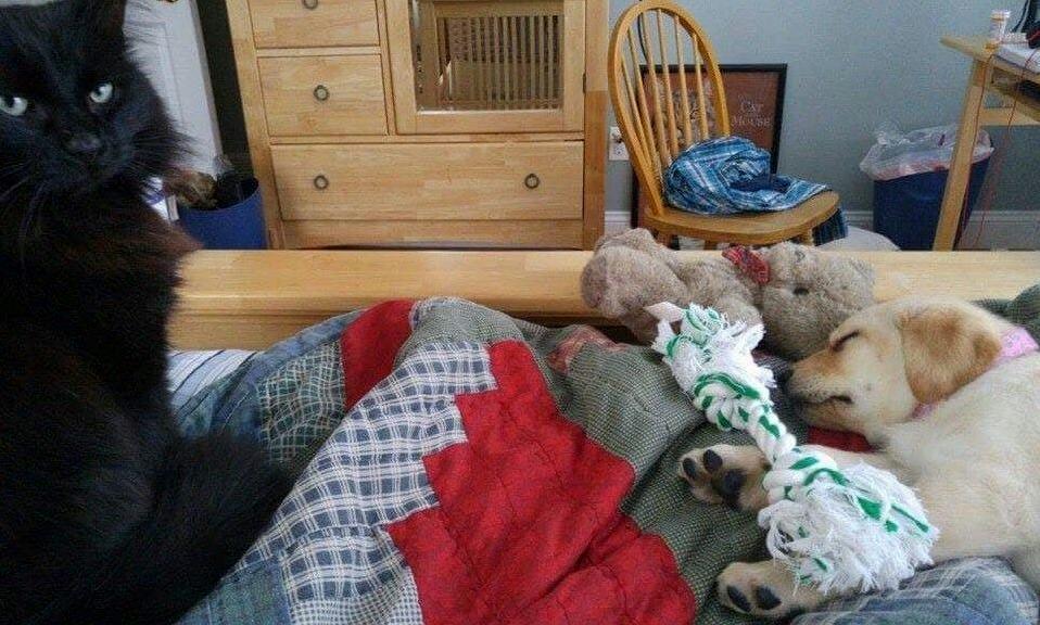 Our Cats Reaction to the New Puppy.