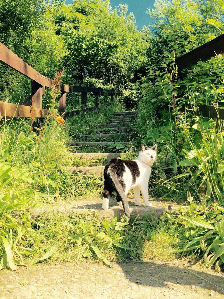Our Female Cat Decided to Tag Along Whilst Me and My Daughter Fed the Ducks Down at the Pond.