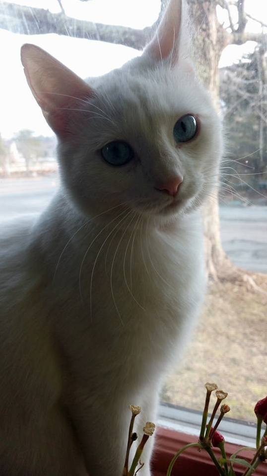 Our Girl Baikonur Cosmodrome X-post Rsupermodelcats