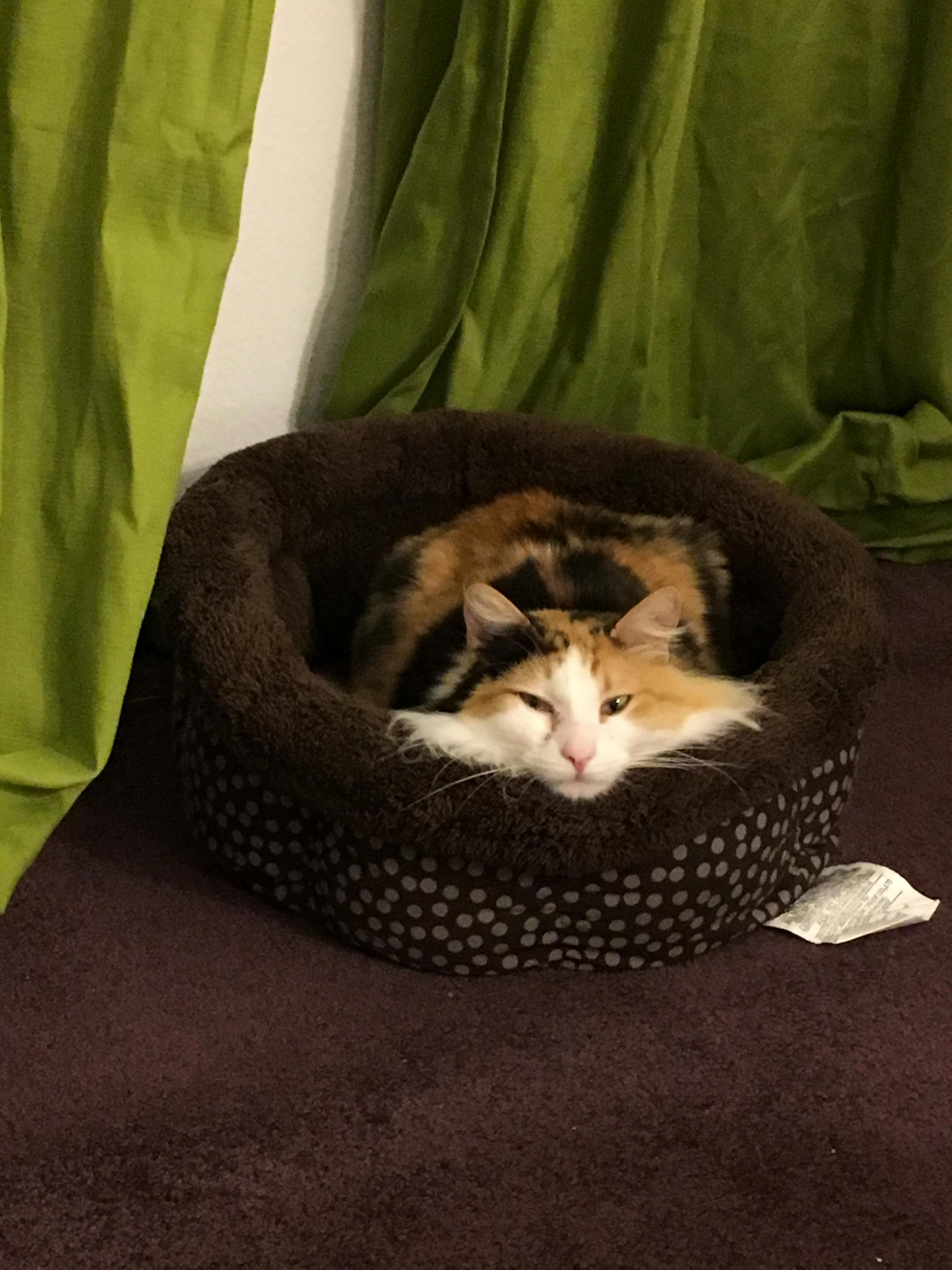Our Newly Adopted Cat Miyu A.k.a. Fluffy Cheeks
