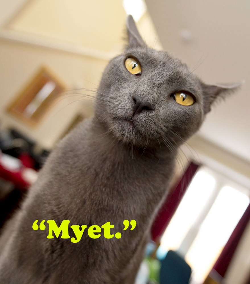 Our Russian Blue Is Denying Any Contact with Kremlin