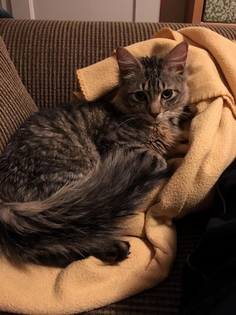 Our Sweetheart Scout