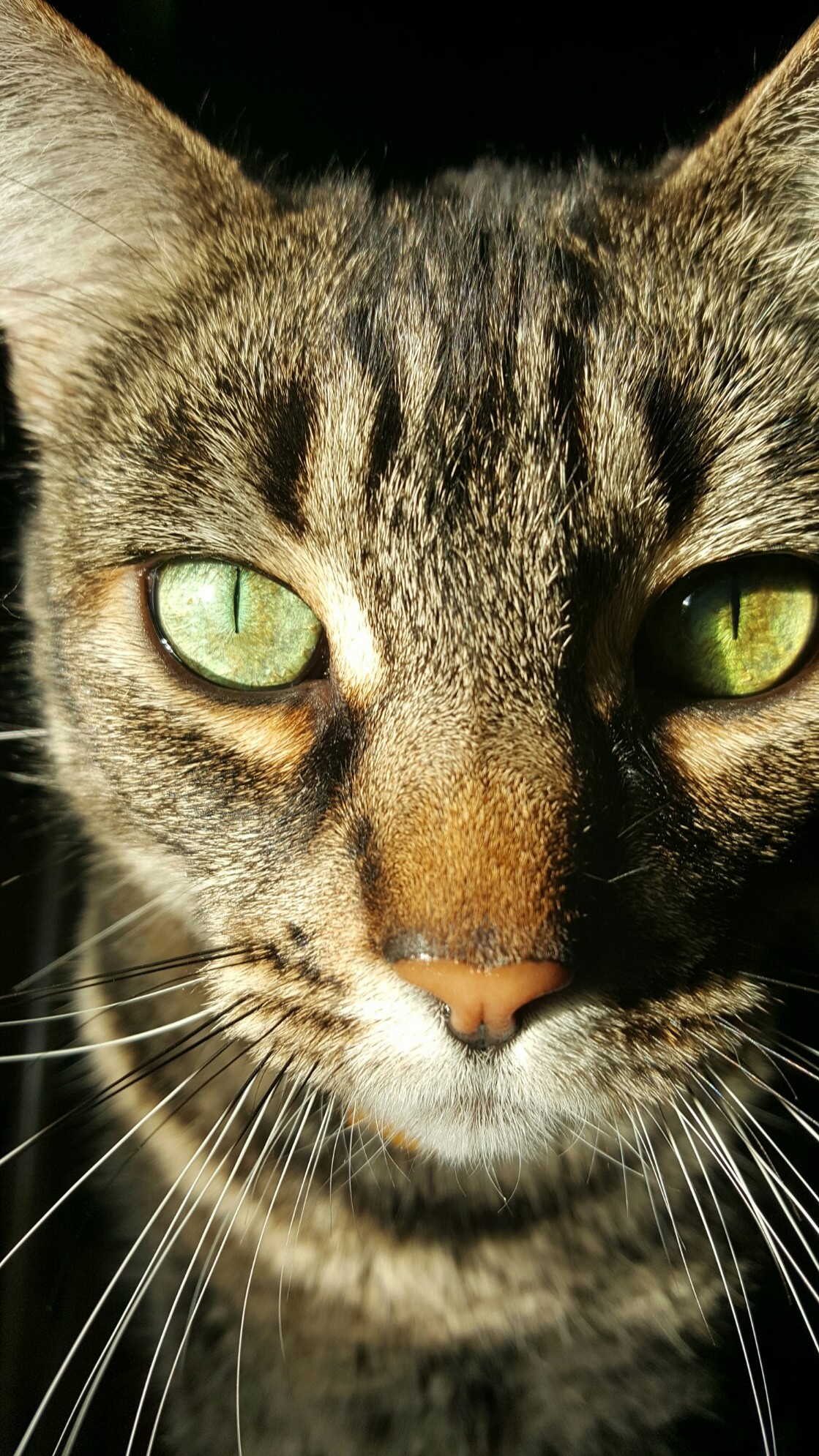 Our Tabby Named Chicken.