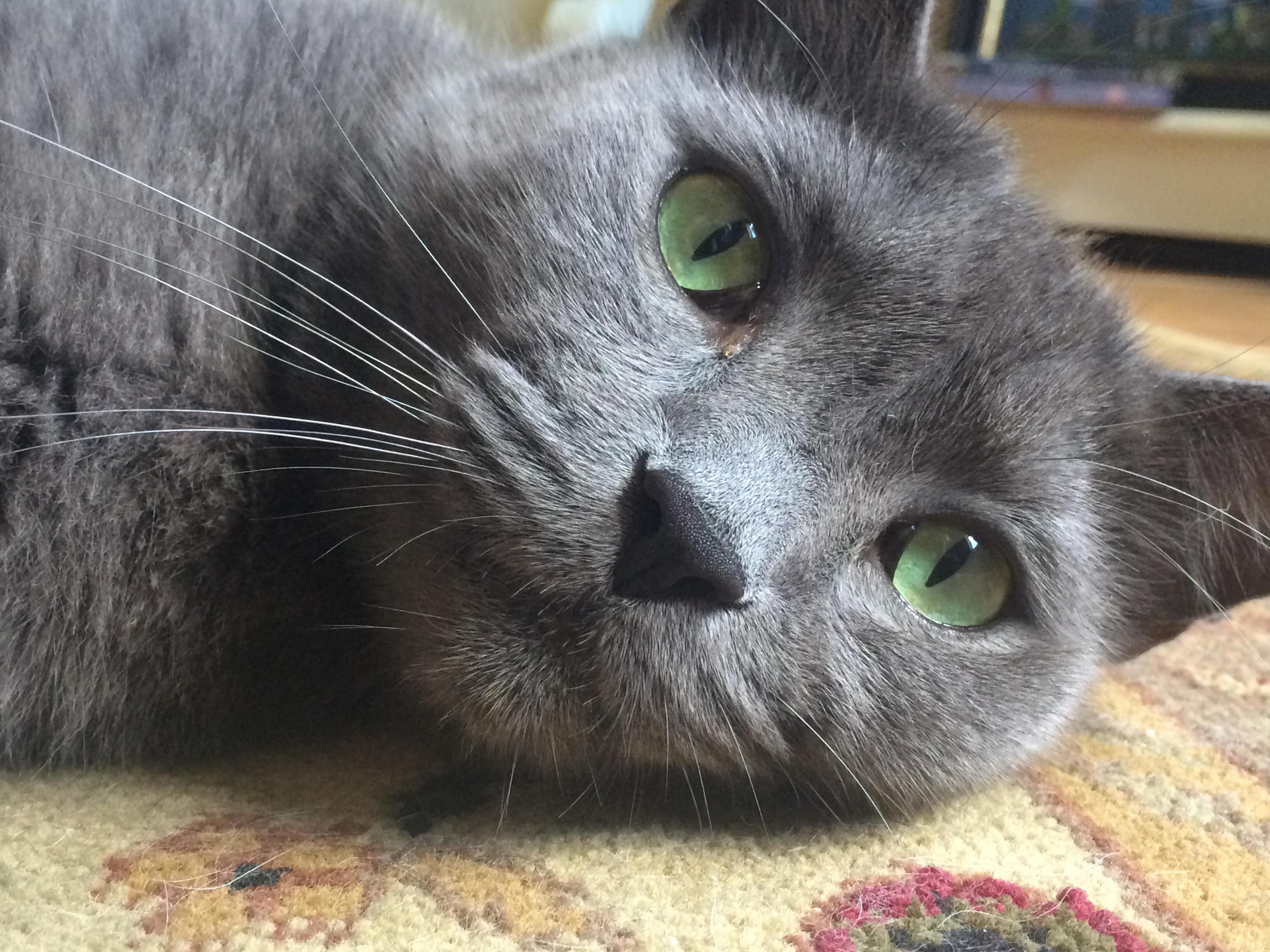 Paint Me Like One of Your French Cats