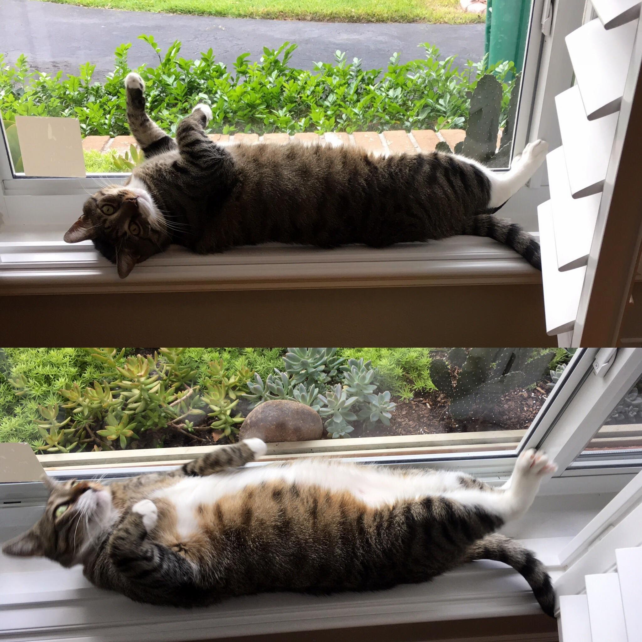 Pancake Going from So Comfortable to Fear As He Accidentally Rolls Off the Ledge