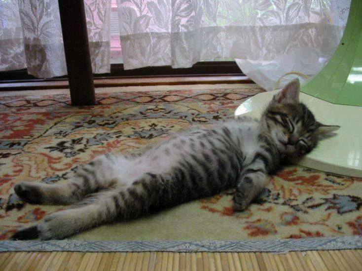 Partied Hard Last Night. I Let the Party Get the Best of Me