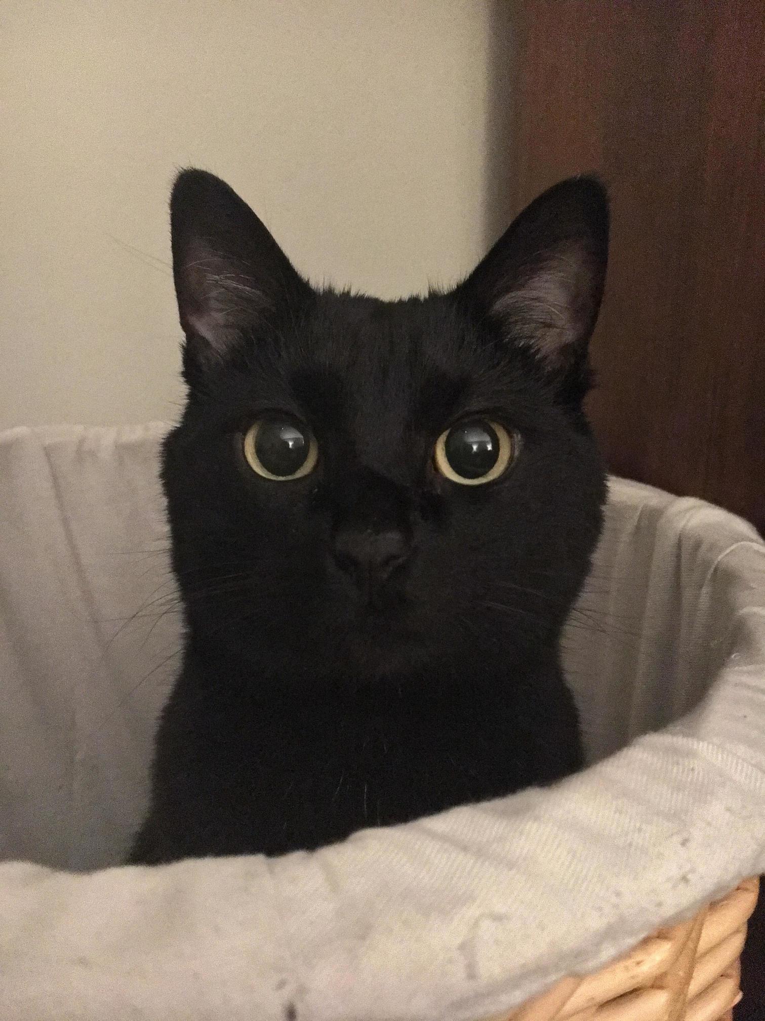 Peek a Boo