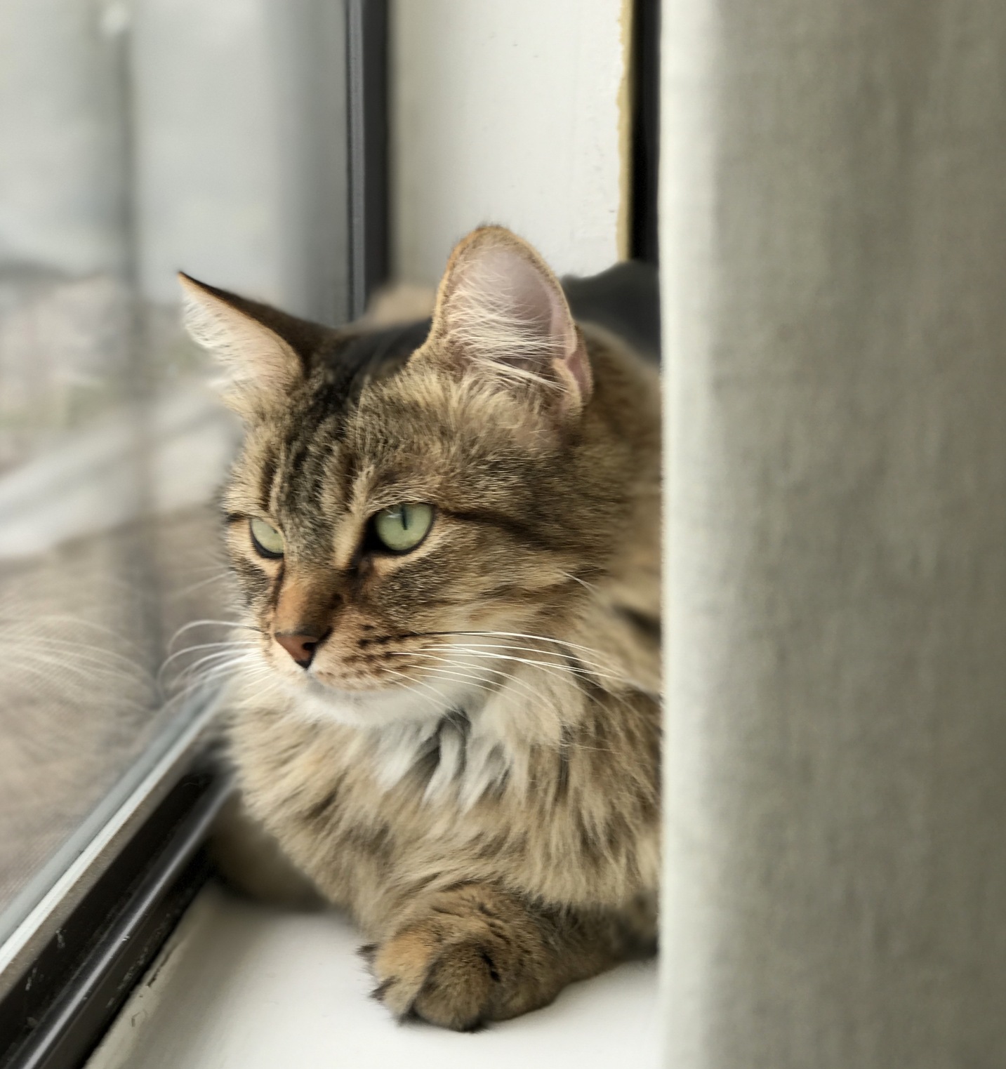 Pepper Surveying Her Domain