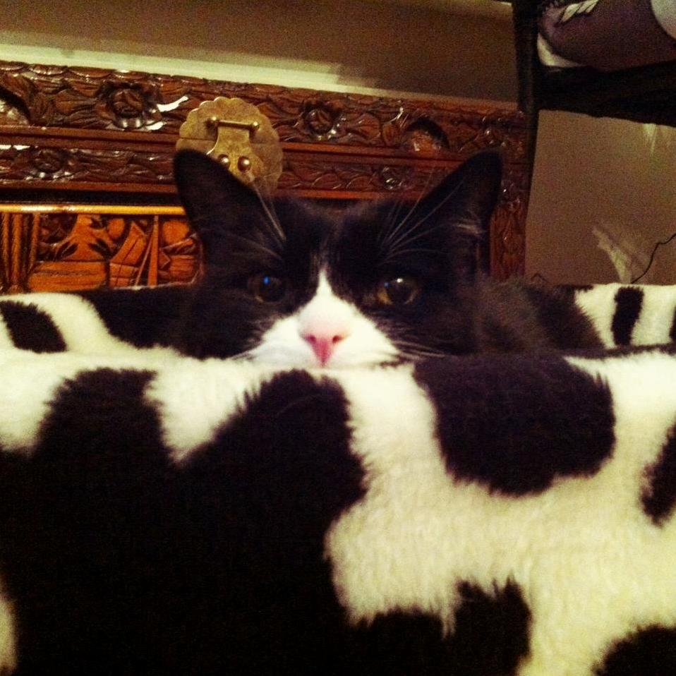 Perfect Camouflage