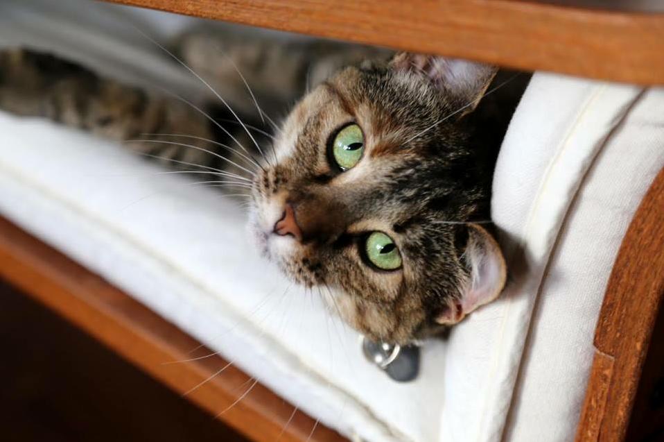 Phoebe Janes Green Eyes Got Me the Moment I Walked Into the Spca. Two Years Later They Still Get Me.