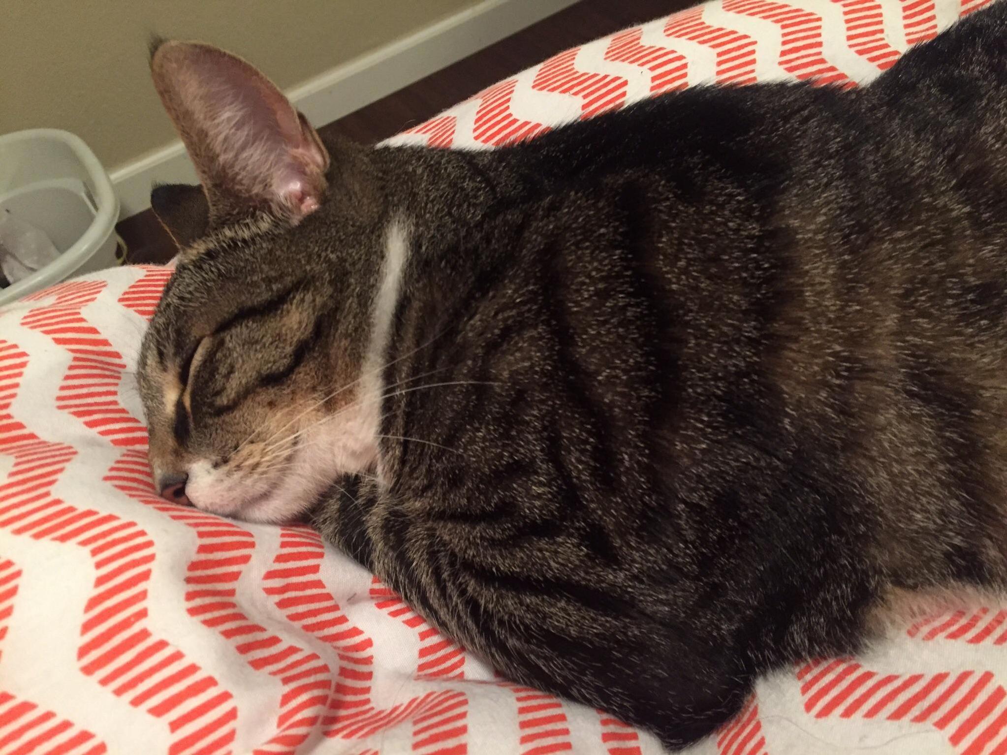 Phoebo Sleeps Like a Little Human