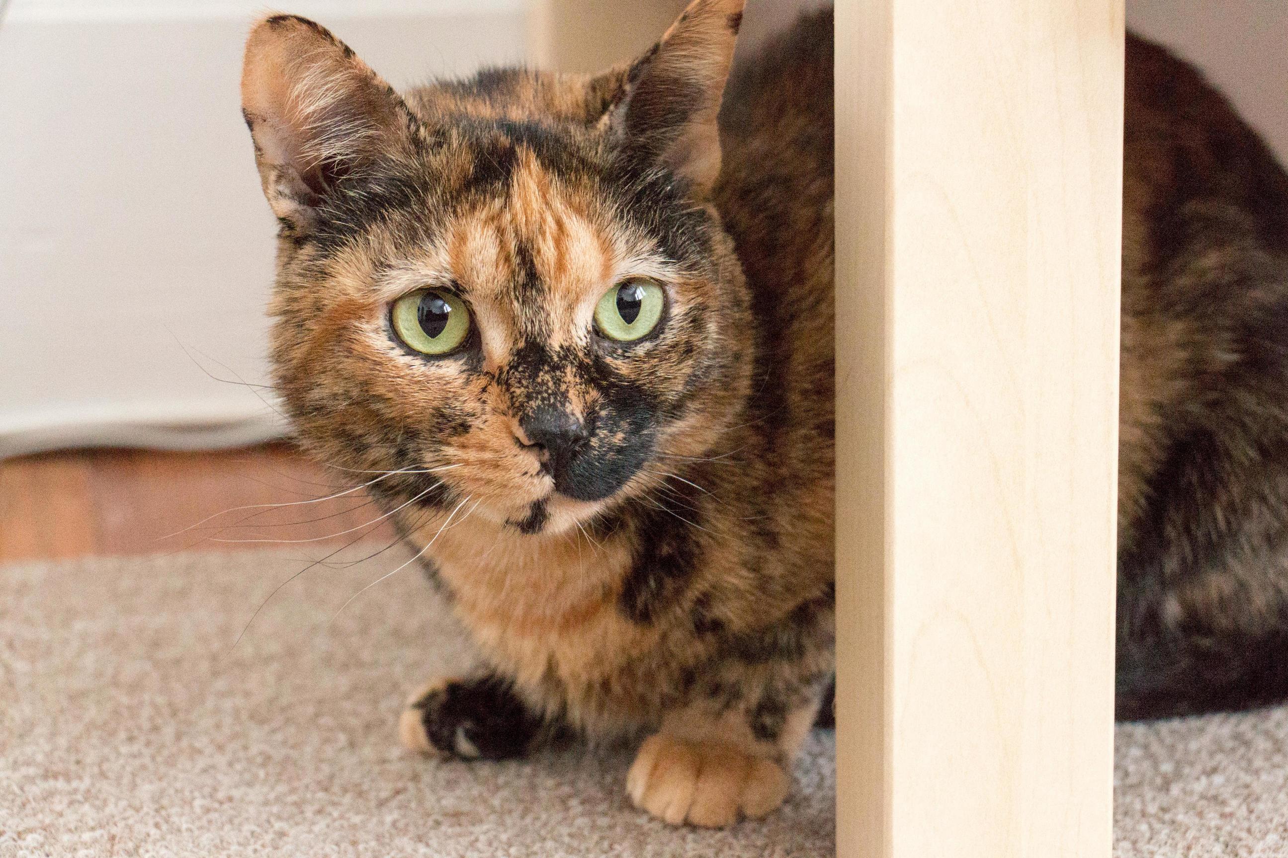Picture of My Cat Juno