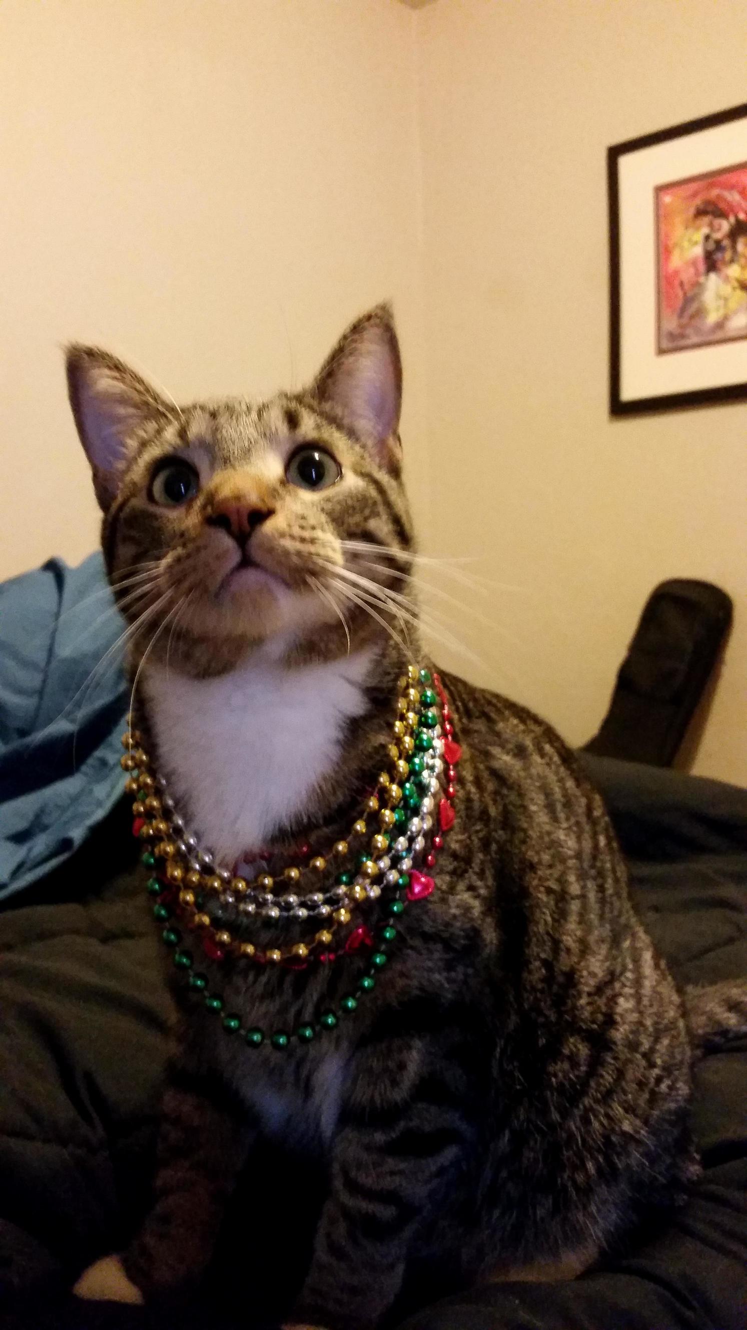 Pip Gets Into the Mardi Gras Spirit