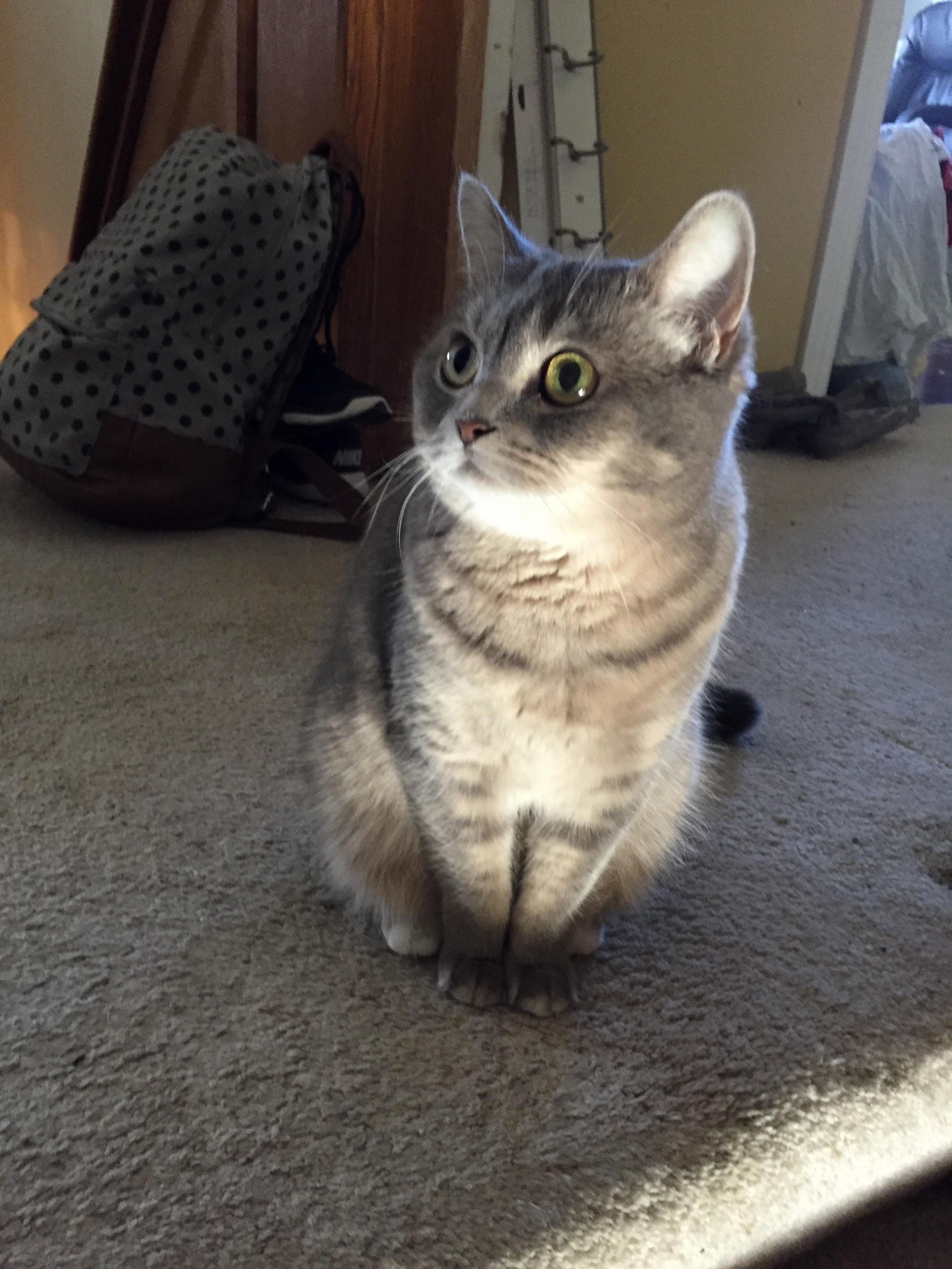 Poppy Again. She Got Distracted at the Last Second but the Light Is Wonderful.