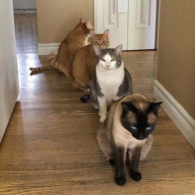 Potato Quality but This Only Lasted a Second. Cats Are Organizing Single File the End of the World Is Nigh
