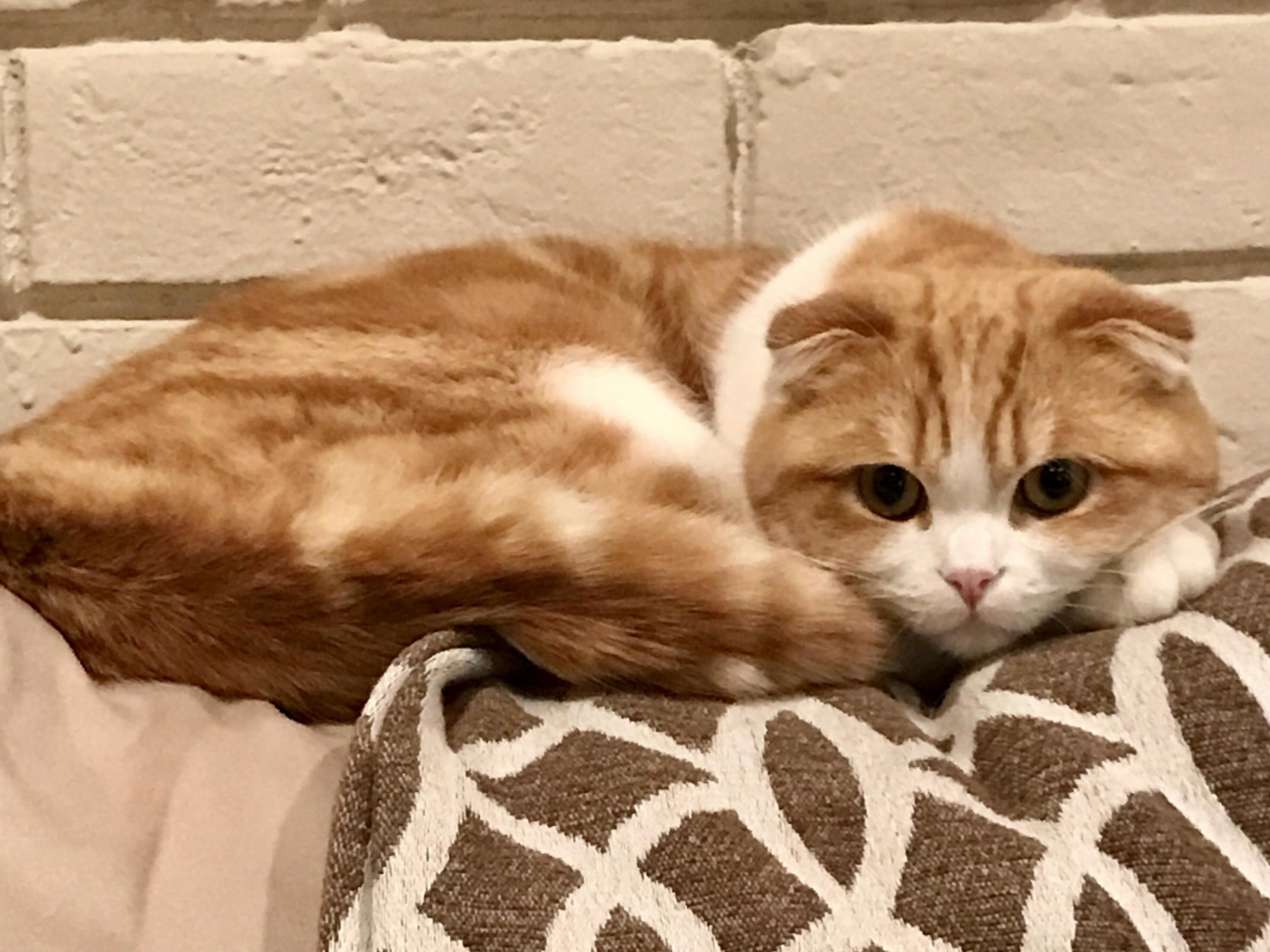 Pretending to Be a Cute Kitty While Actually Plotting Todays Diabolical Plan