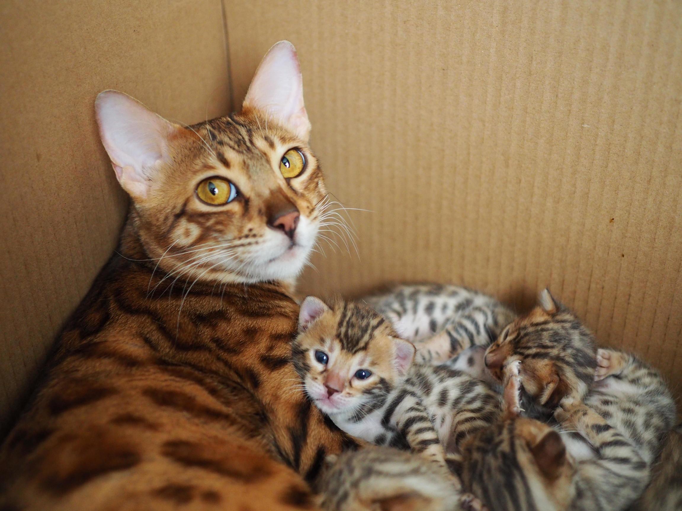 Purrr....