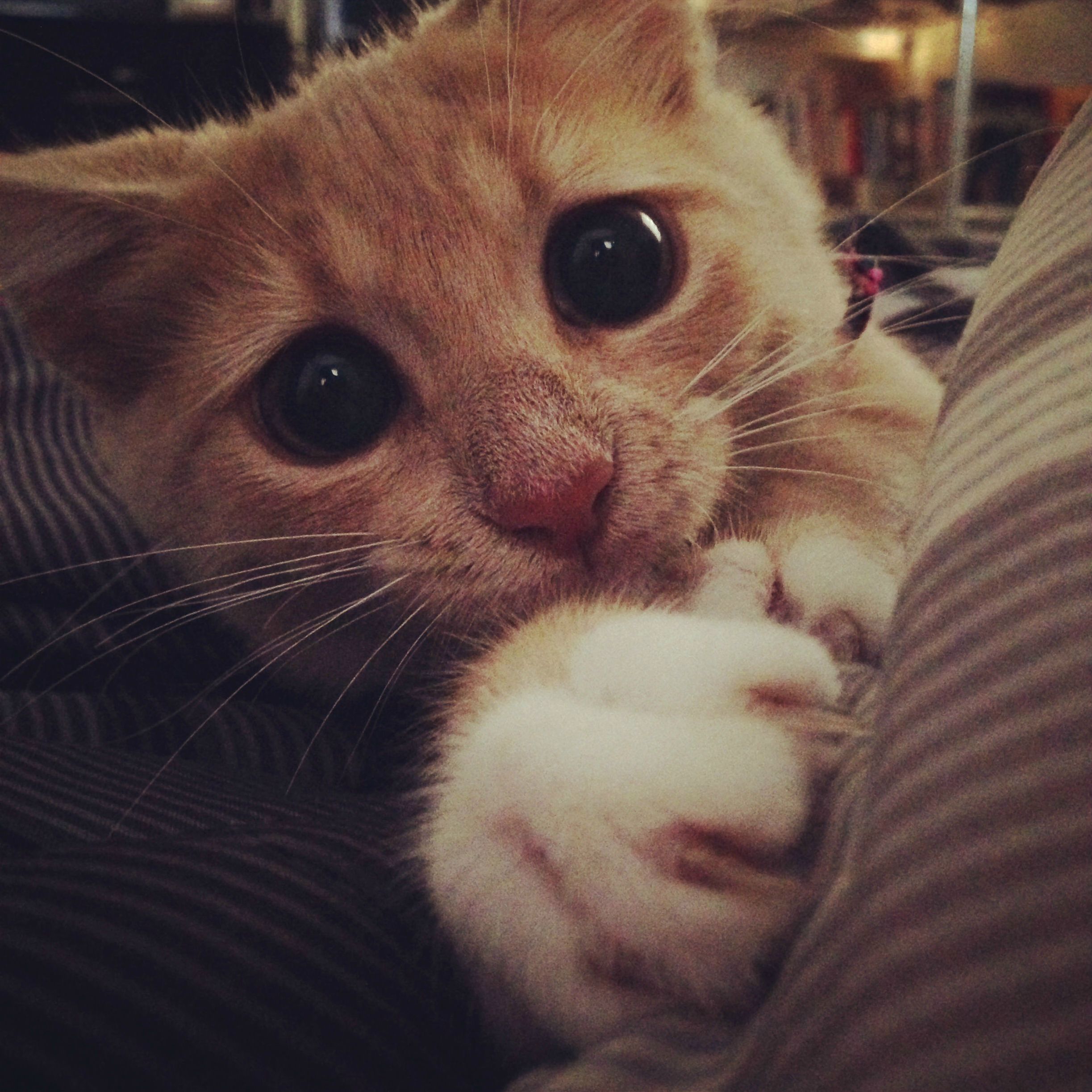 Puss in Boots