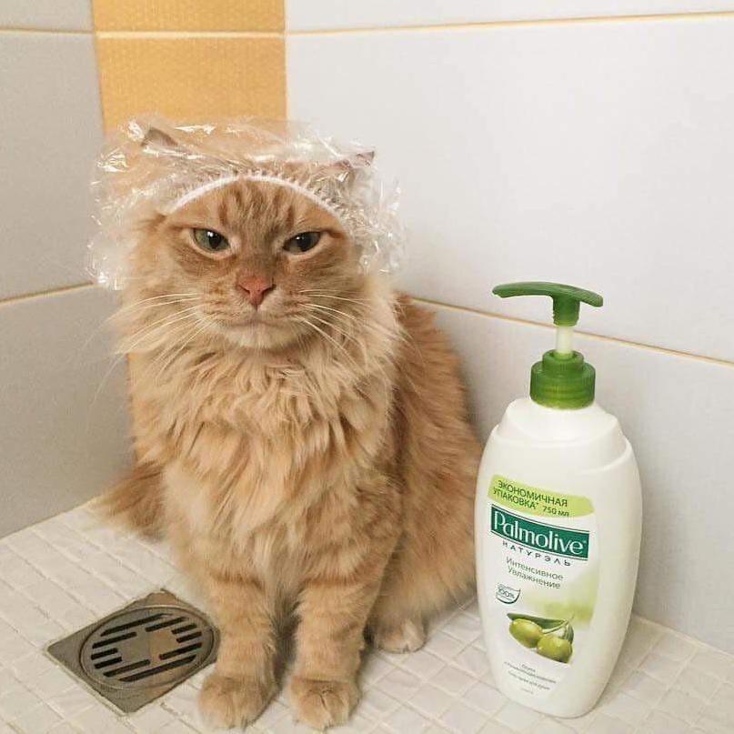 Pussy Needs a Cleaning.
