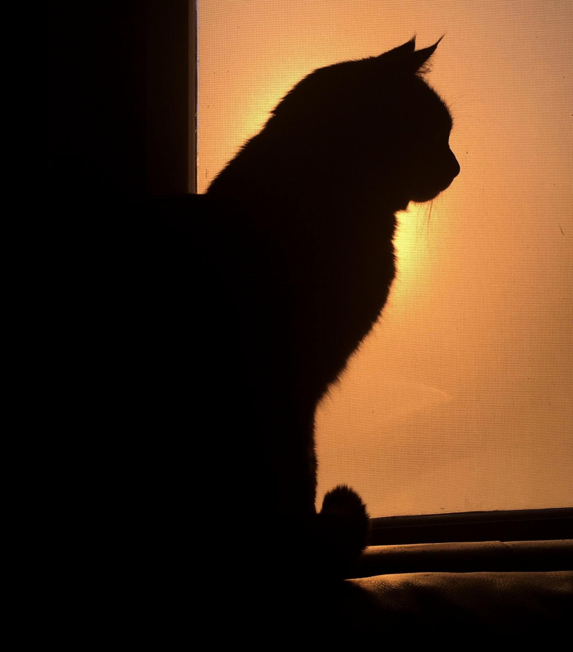 Q Enjoying the Sunset.