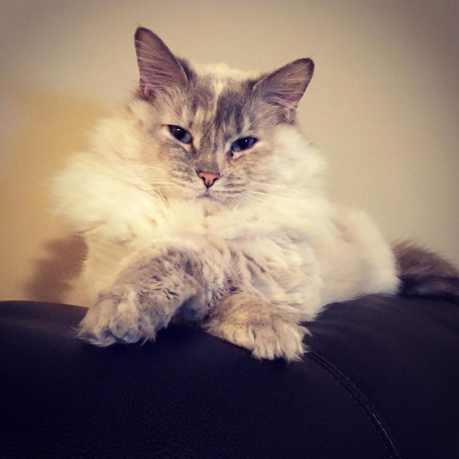 Queen of Kitties