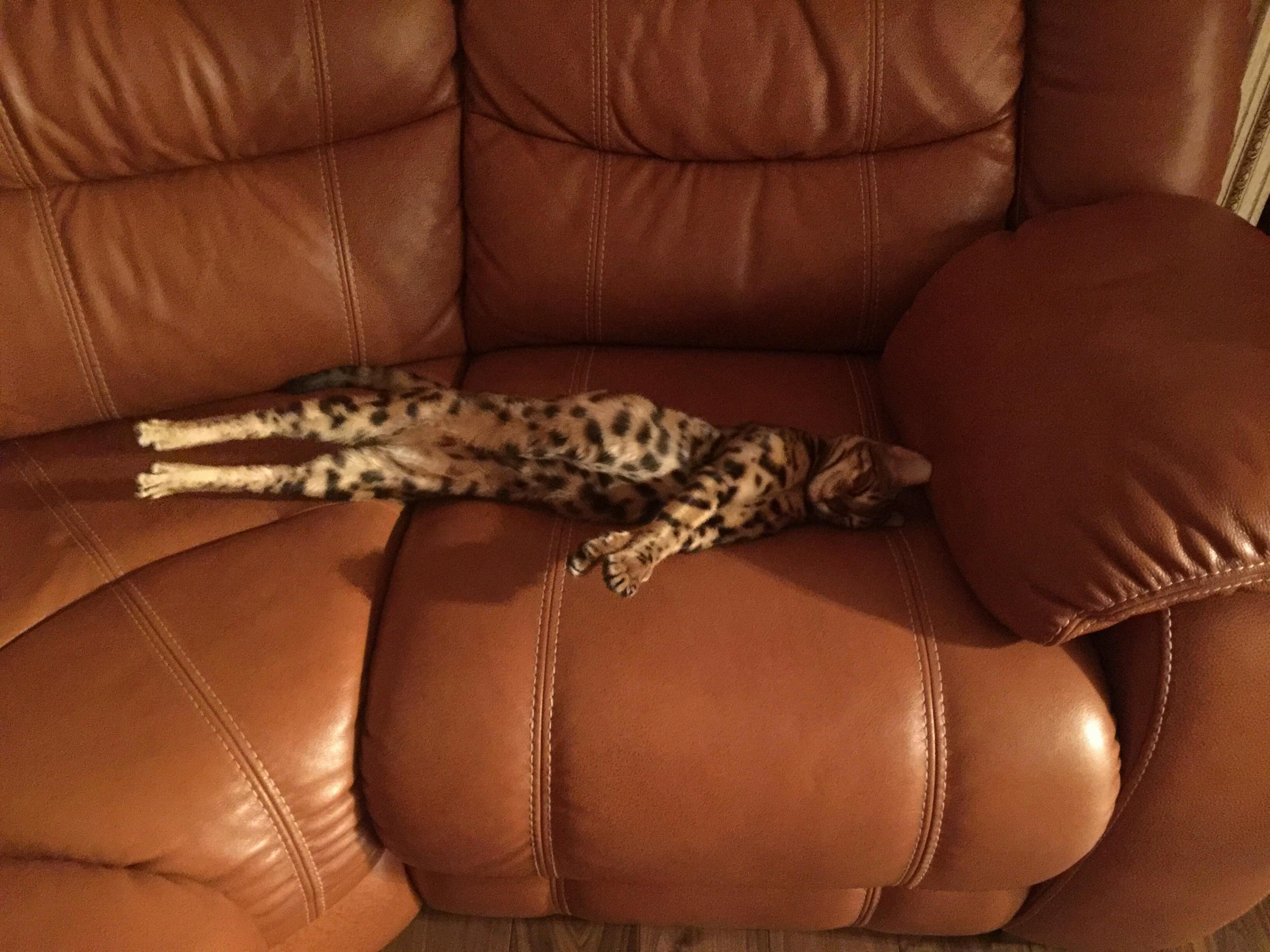 Rare Footage from Sleep I Call It - to Reach for the Sun